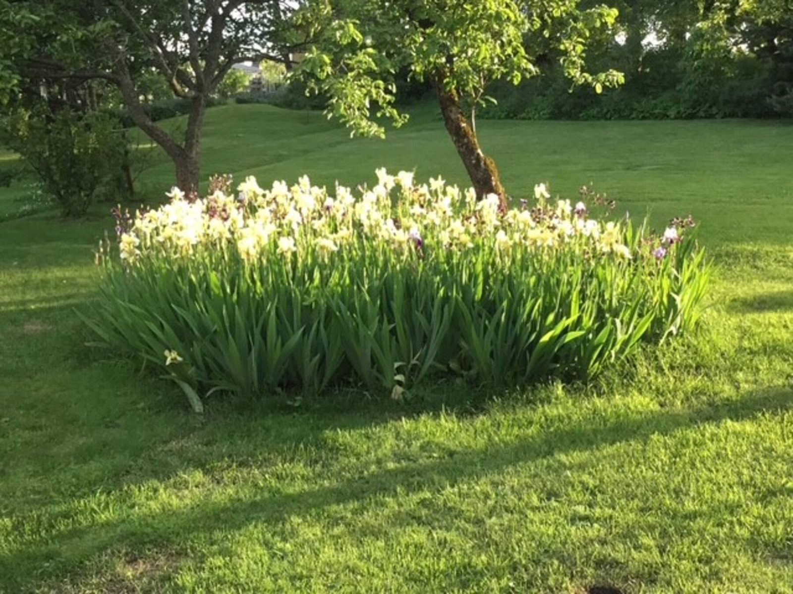 Her kan du med grønne fingre kose deg (Privat bilde fra selger) Galleribilde