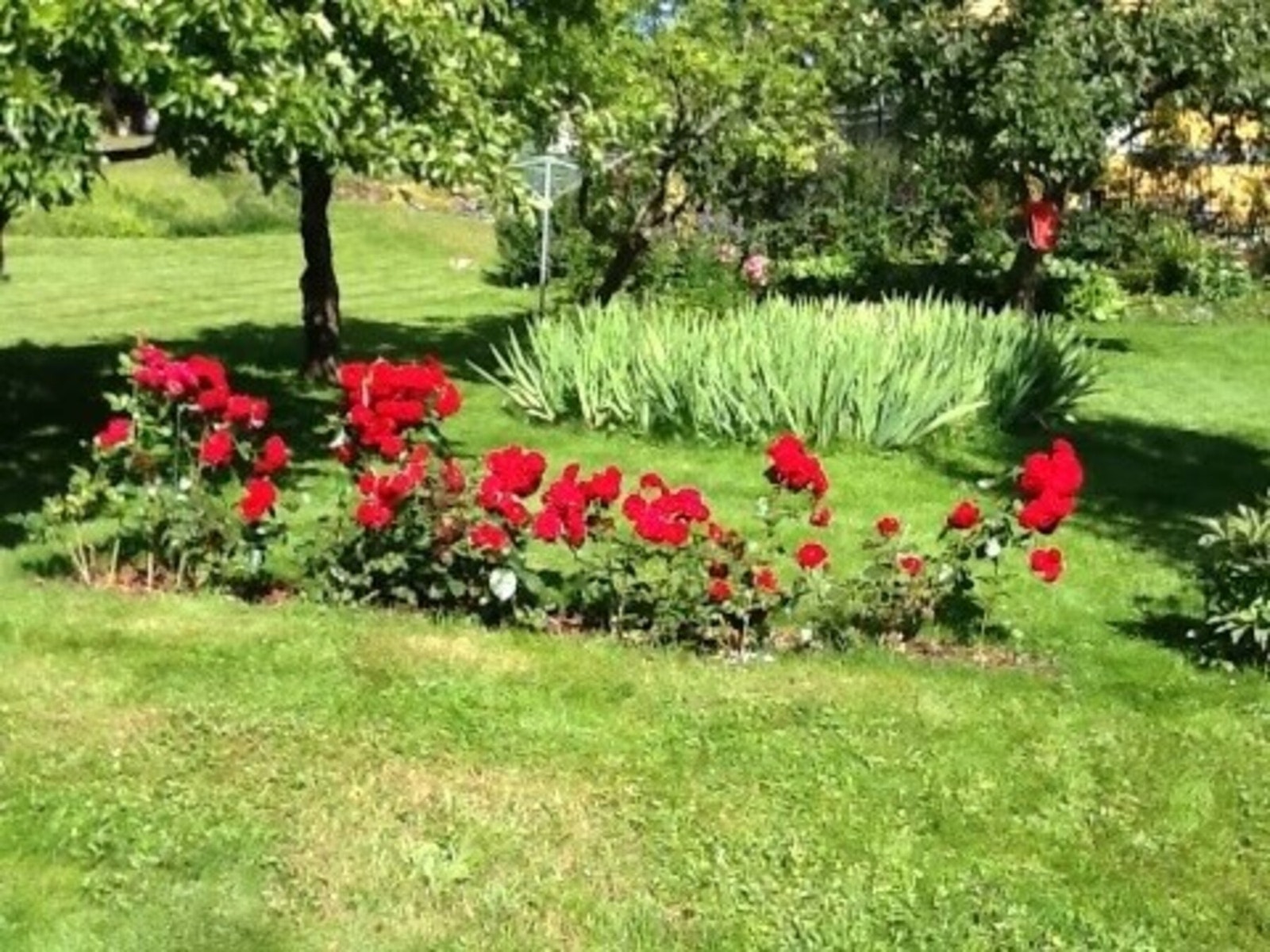 Fin beplantning i hagen (Privat bilde fra selger) Galleribilde