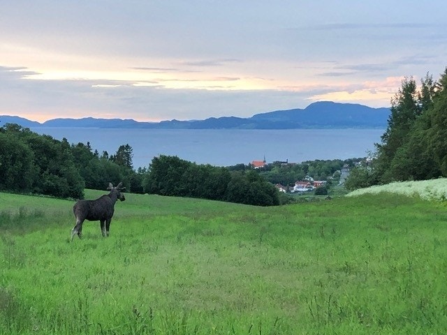Elg på Chamonix Galleribilde