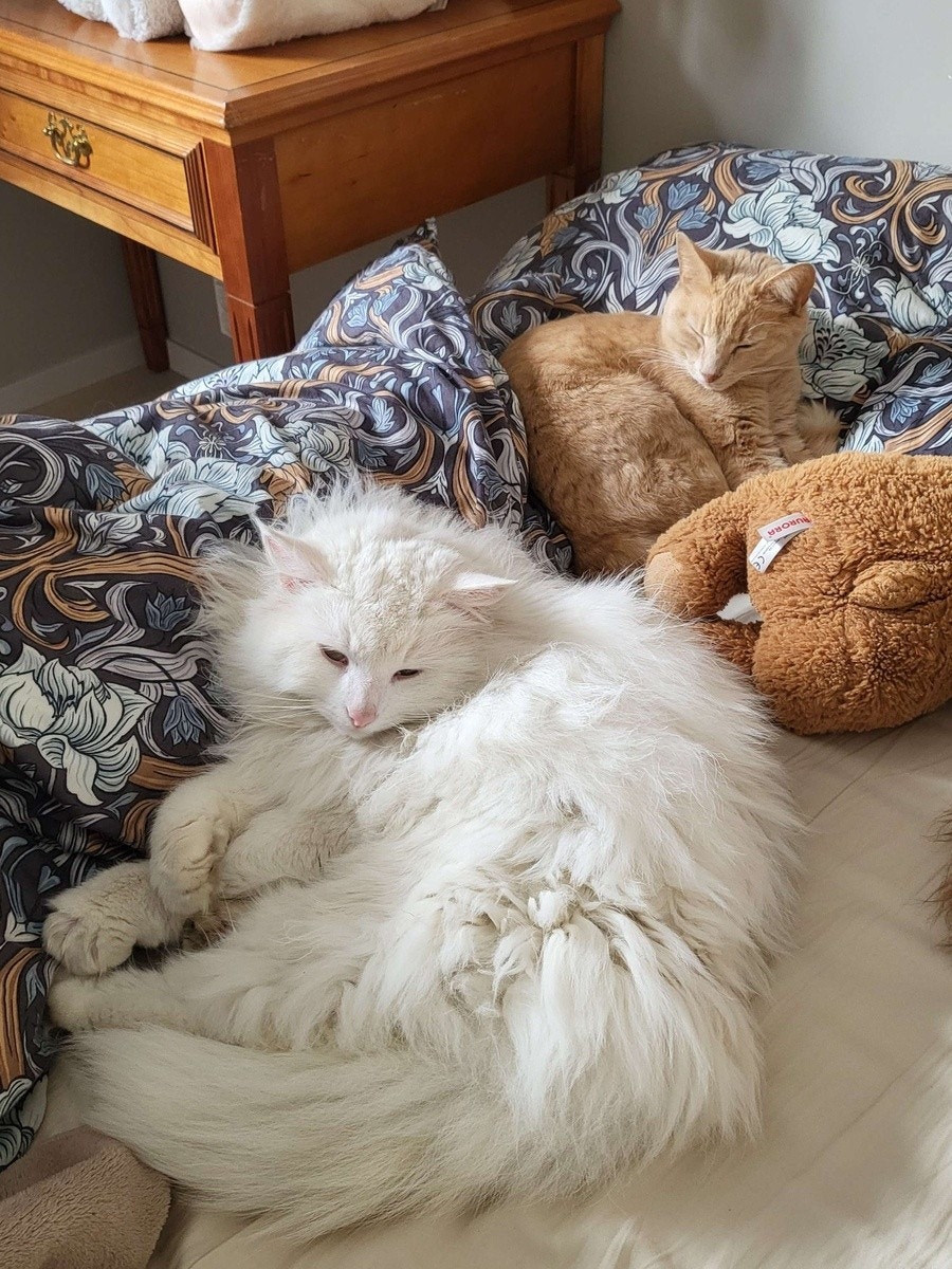 Fridtjof Nansen (hvit) og Pippi :) Galleribilde