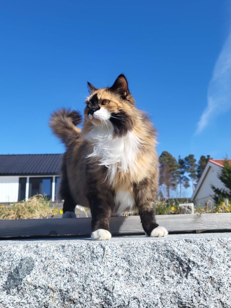 Katten vår Suki :) Galleribilde