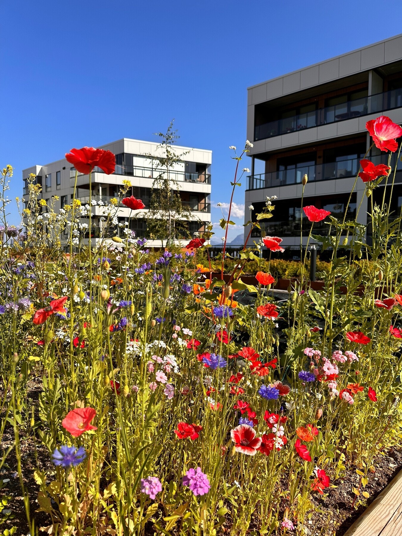 Byhagen har flotte blomsterbed, samt et felles uteareal med både benker, bålpanne, lekeplass for de minste og drivhus. Galleribilde