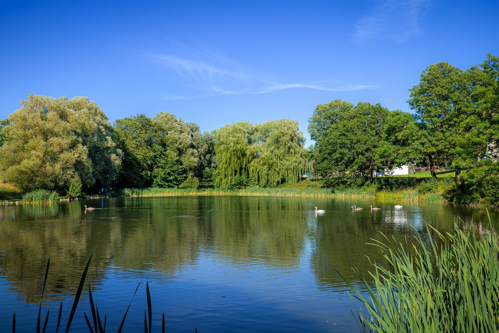 Idylliske Hovindammen ligger rett bak borettslaget Galleribilde