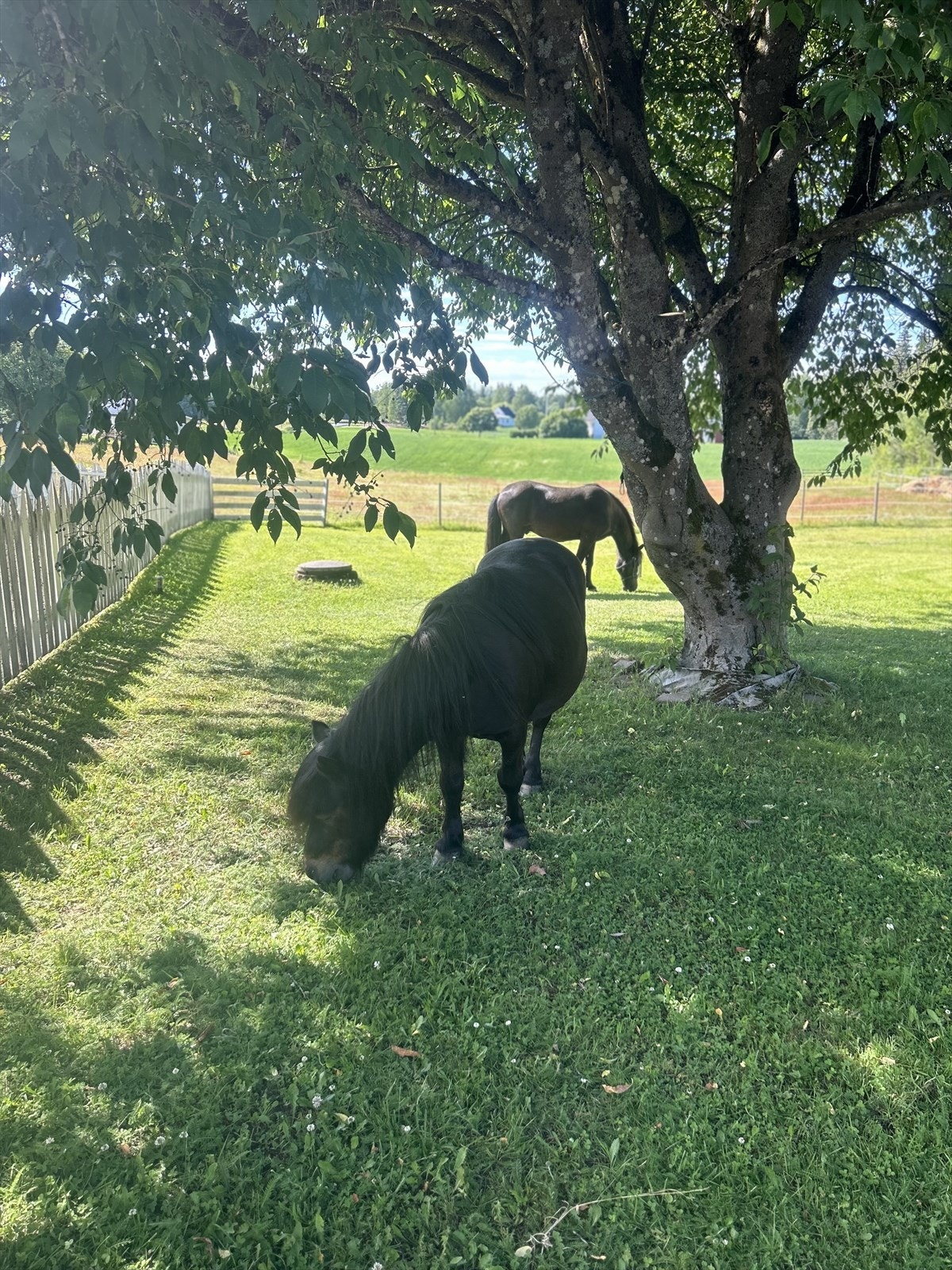 Her vil både to- og firbente trives. Selgers private bilde. Galleribilde