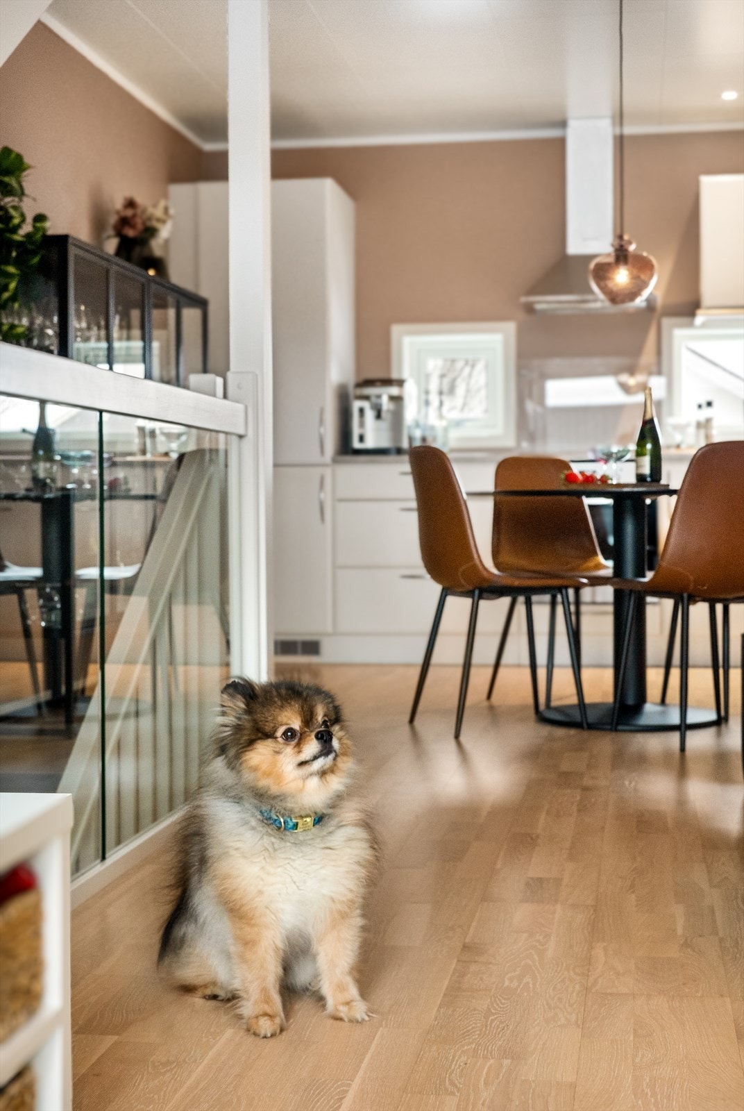 Husets vaktbikkje(snill da) Galleribilde