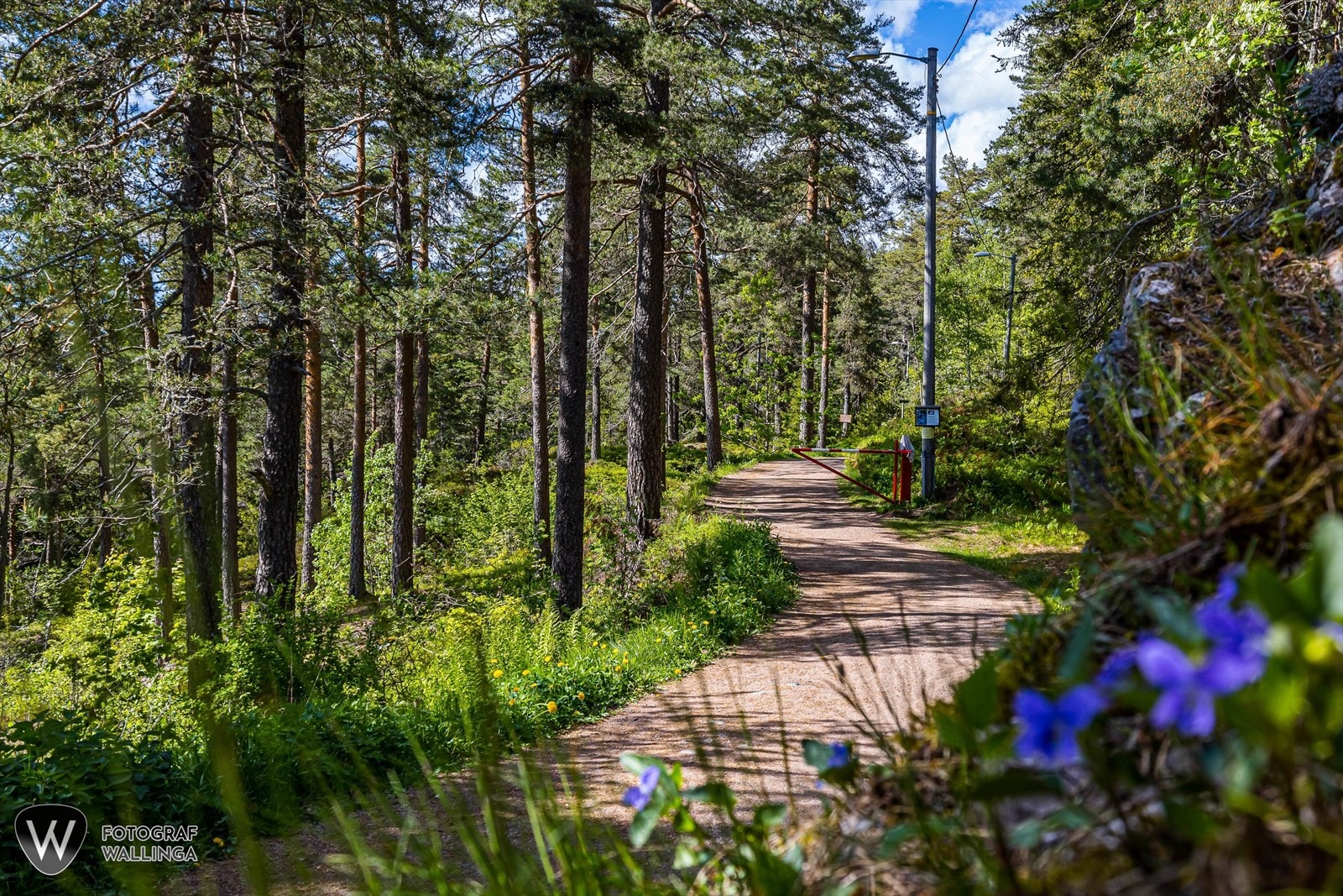 Turveier Galleribilde