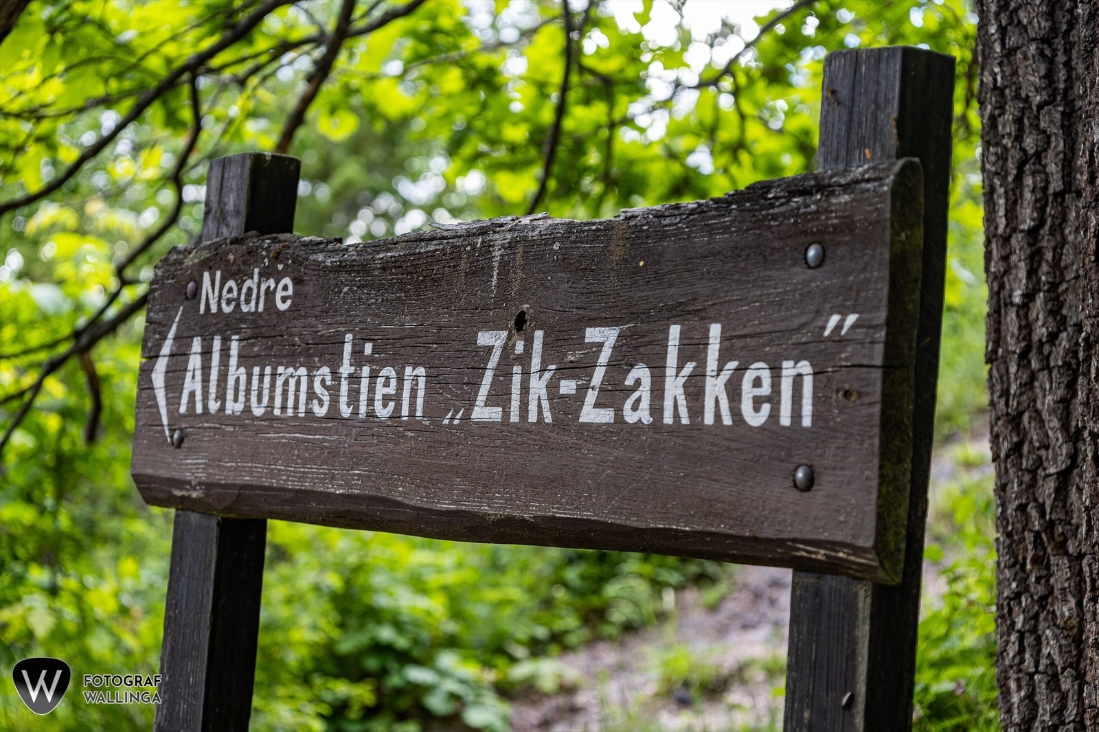 Flotte turområder i skogen like bak Galleribilde