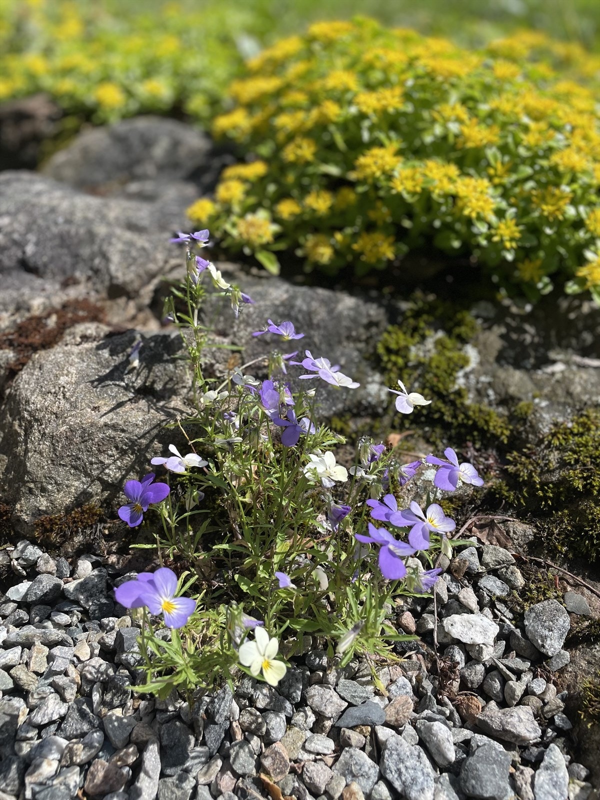 Selgers private bilder av eiendommen i blomstring Galleribilde