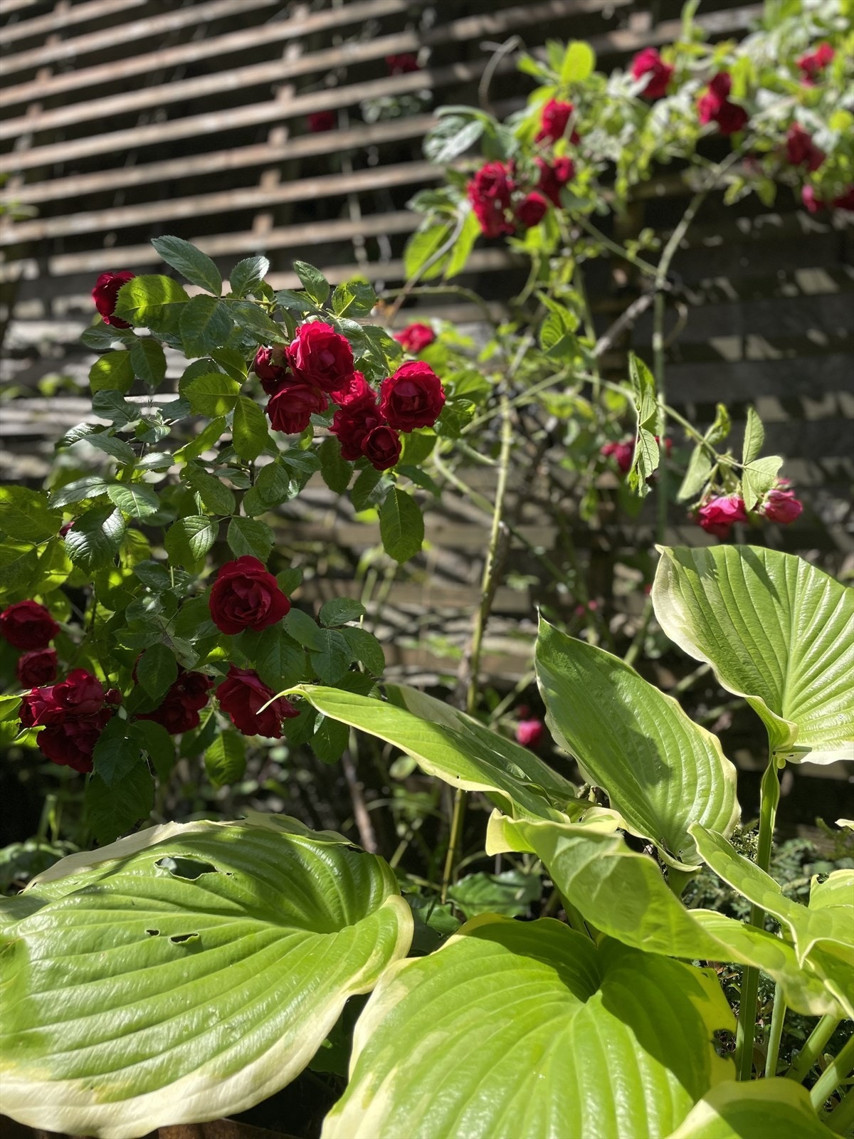 Selgers private bilder av eiendommen i blomstring Galleribilde