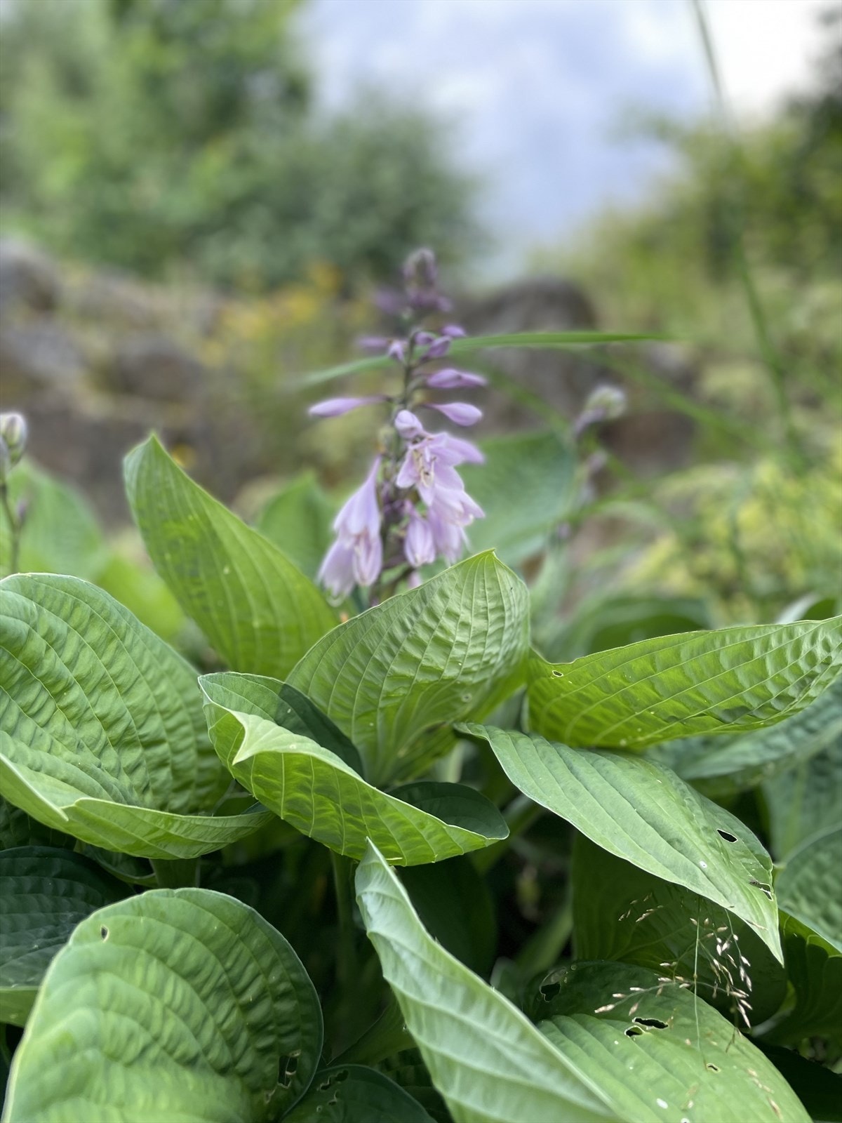 Selgers private bilder av eiendommen i blomstring Galleribilde