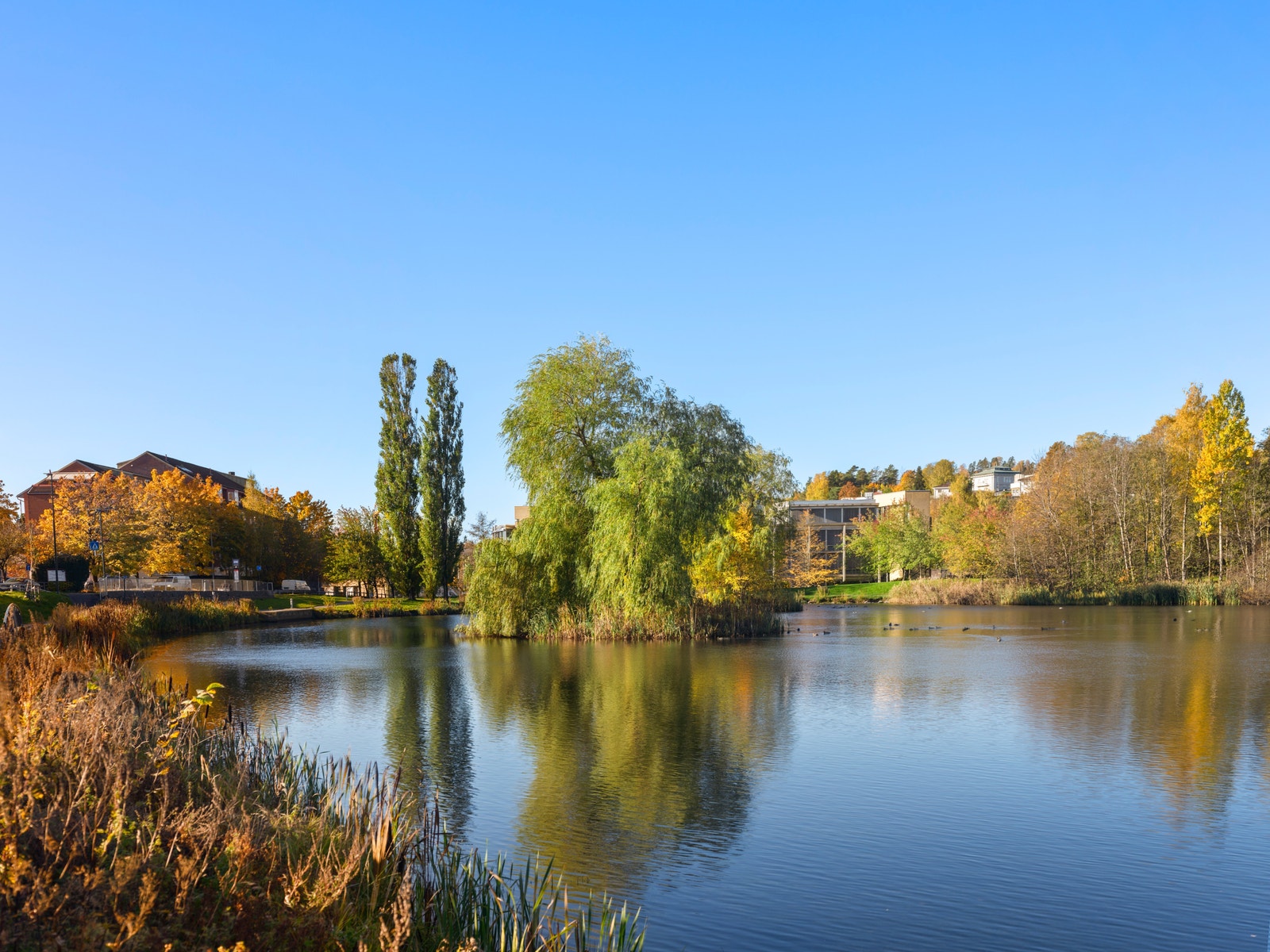 Smestaddammen – nabolagets grønne oase, perfekt for rolige turer og avkobling. Galleribilde