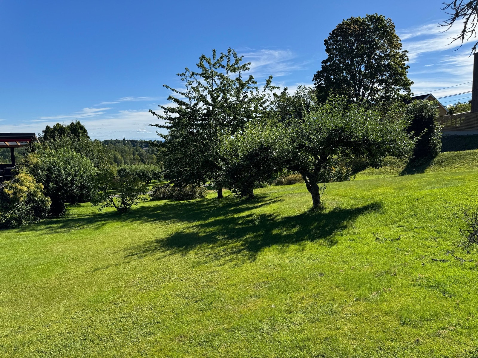 Hage med frukttrær Galleribilde