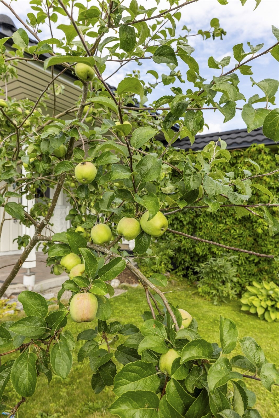 Høstklare epler i egen hage - her bor du med nærhet til natur og årstidene. Galleribilde