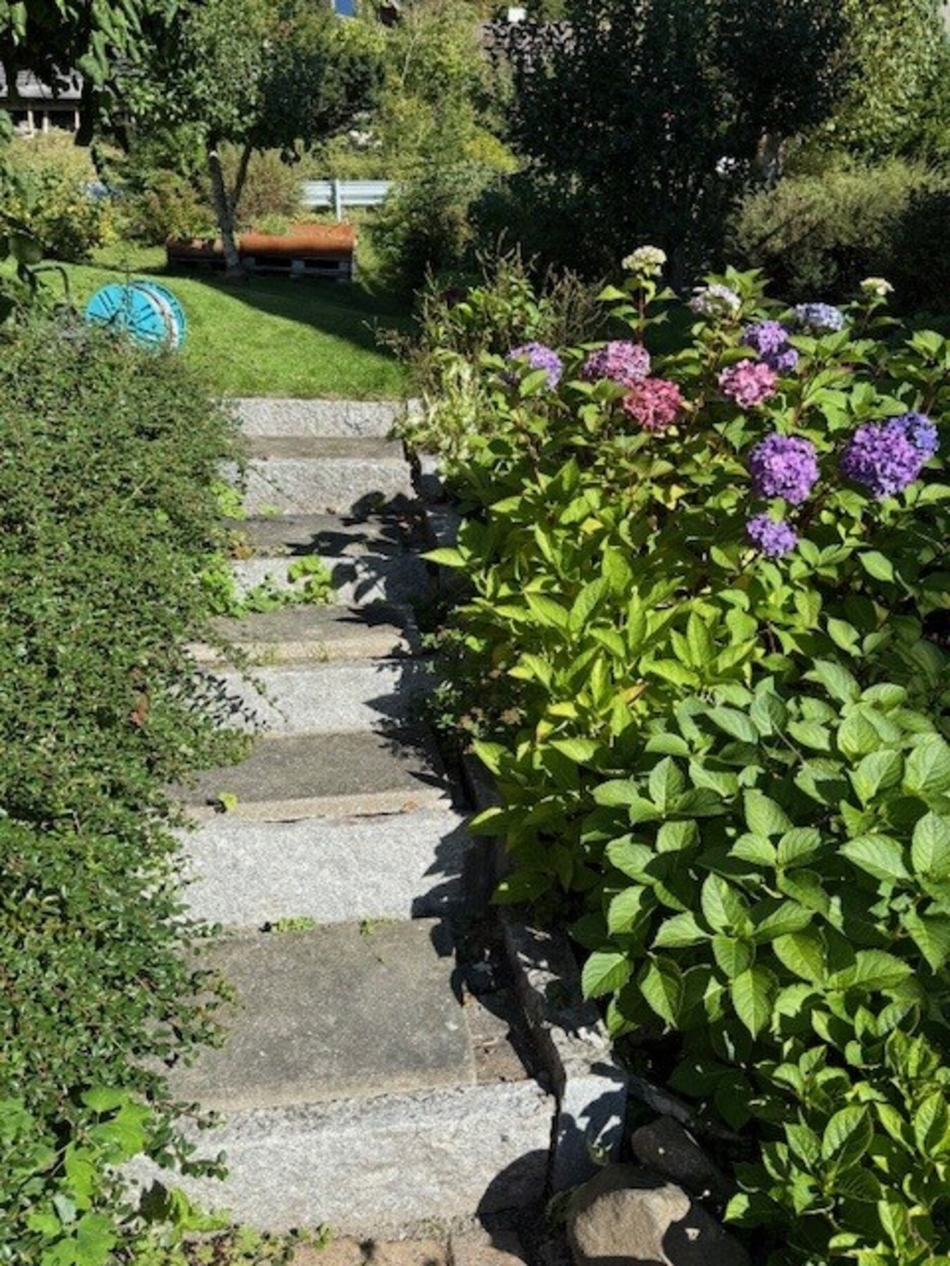 Selgers sommerbilde. Galleribilde