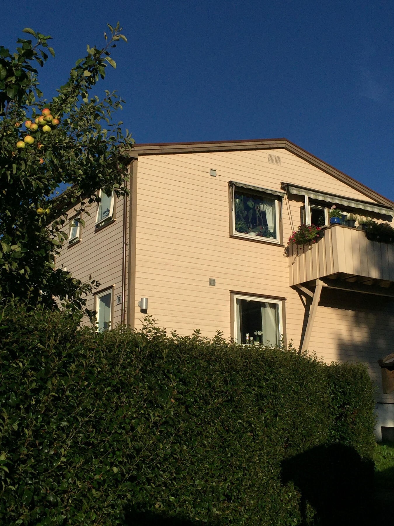 Egen frodig hageparsell rett utenfor med blant annet bærbusker, plomme og epletre Galleribilde