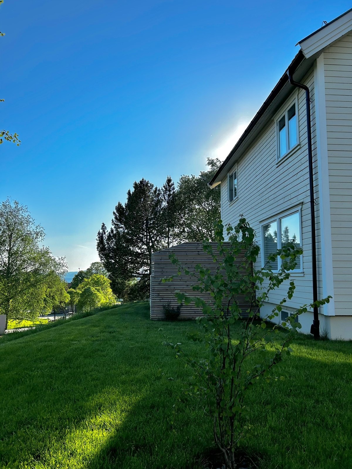 Grønn og frodig hage med fin beplantning Galleribilde