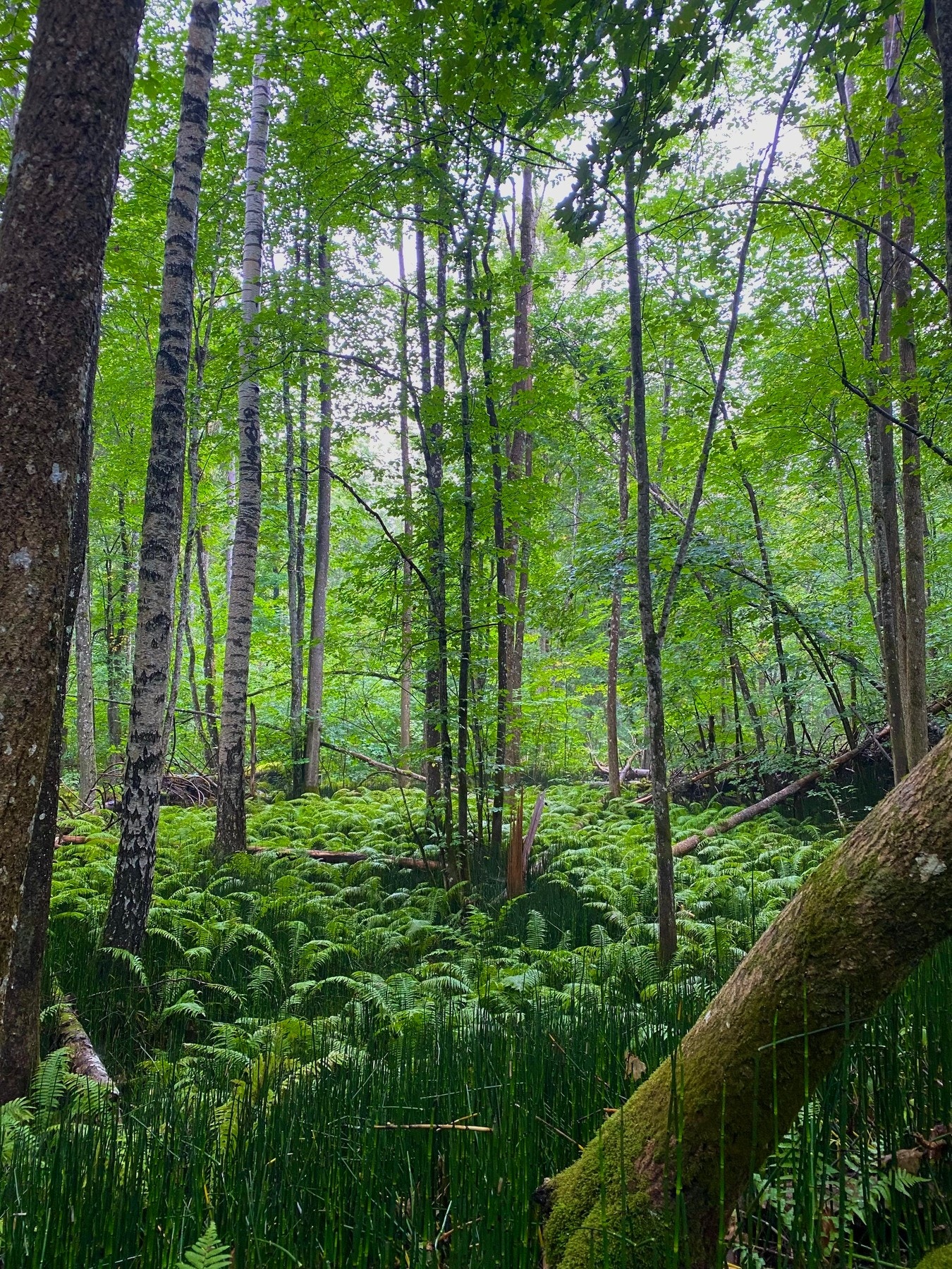 Fine muligheter for spaserturer i skogsterreng. Galleribilde