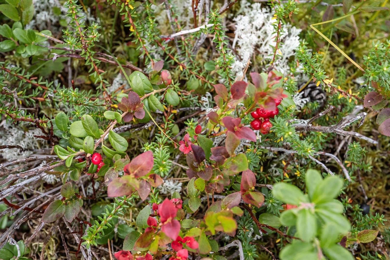 Høsten byr på nydelig turer og bærsanking fra egen tomt! Galleribilde