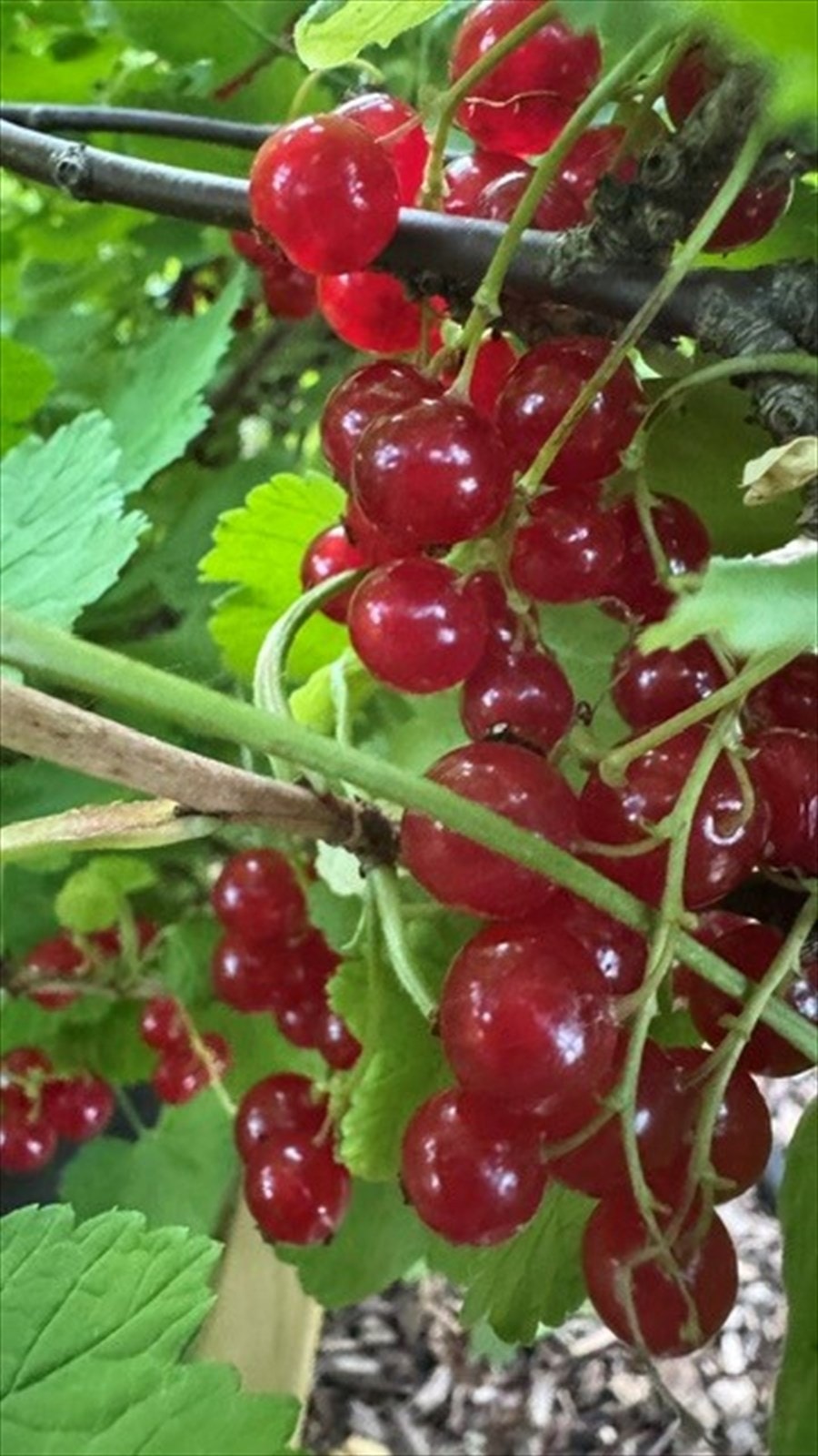 Frukthagen Galleribilde