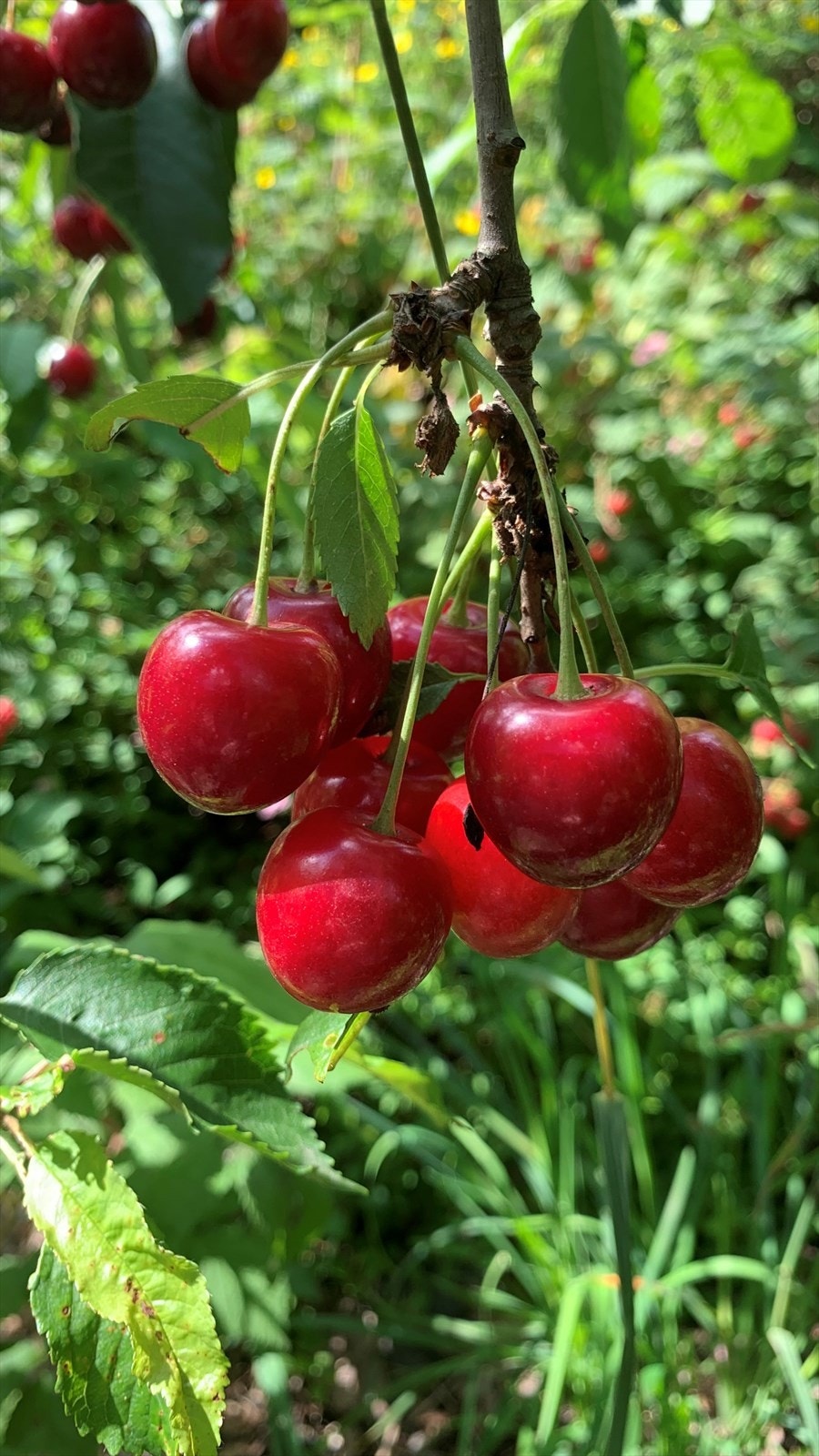 Frukthagen Galleribilde