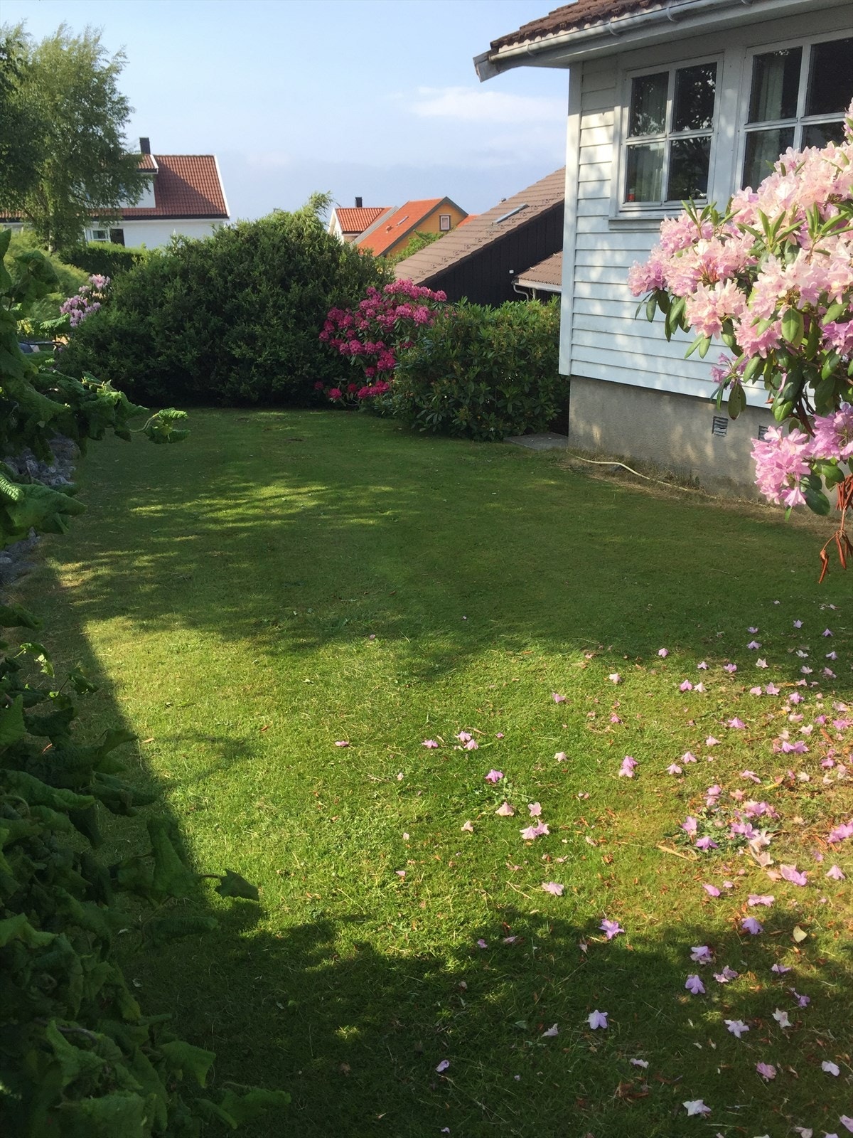 Selgers private bilder Galleribilde