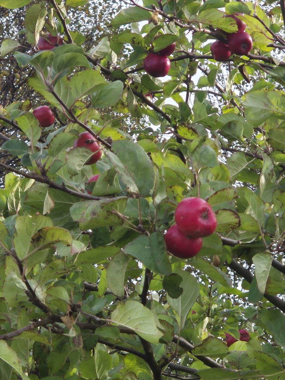 Selgers private bilde Galleribilde