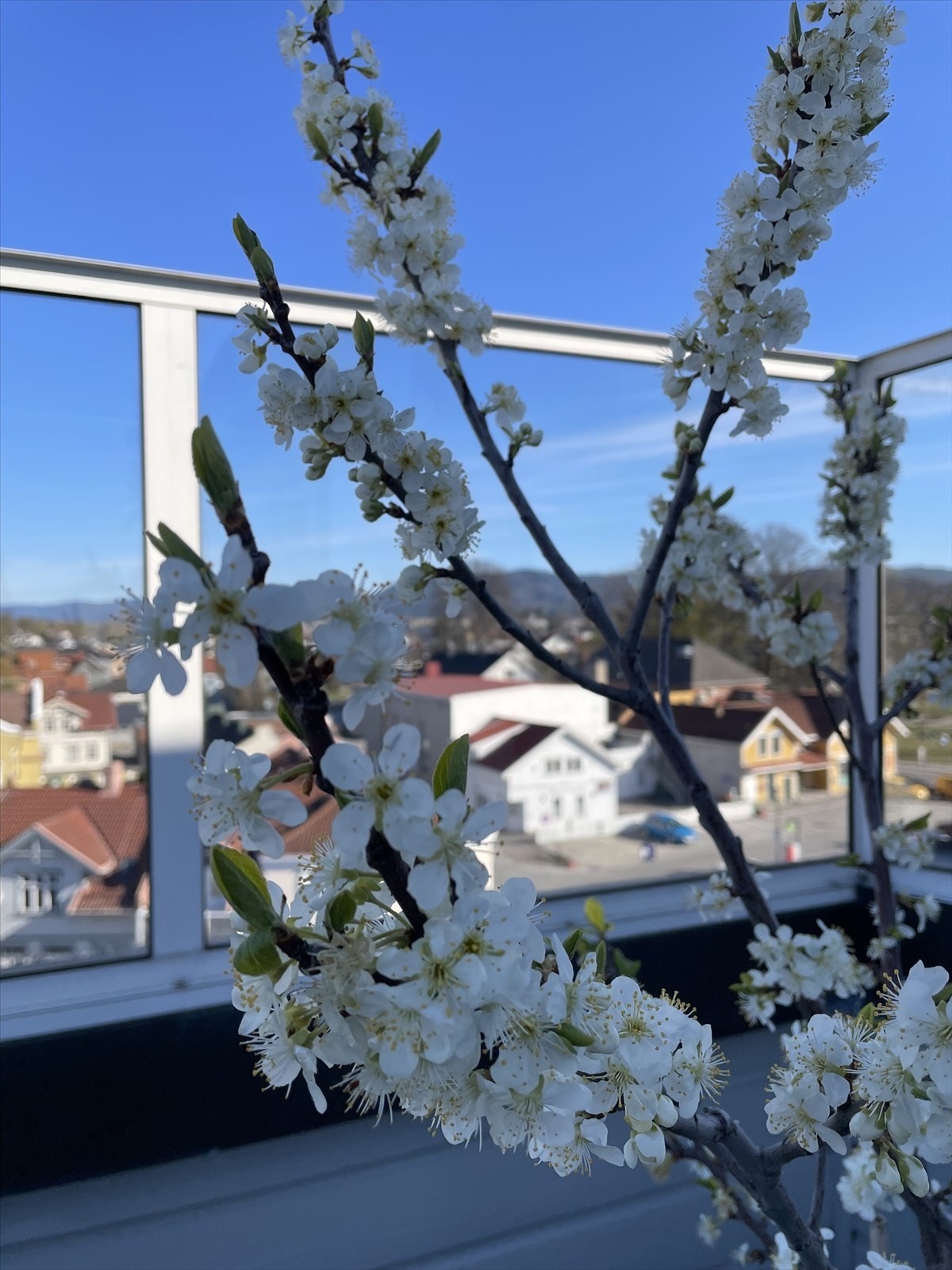 Sommerbilde fra selger Galleribilde