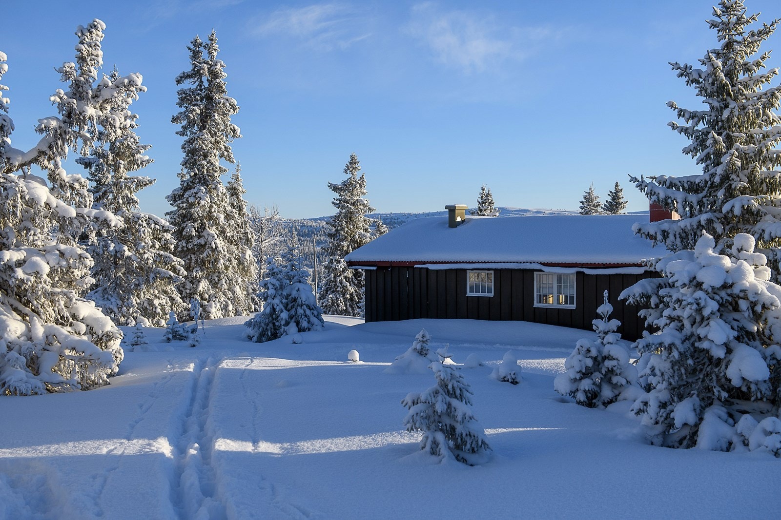 Lett skogsterreng rundt hytta. Galleribilde