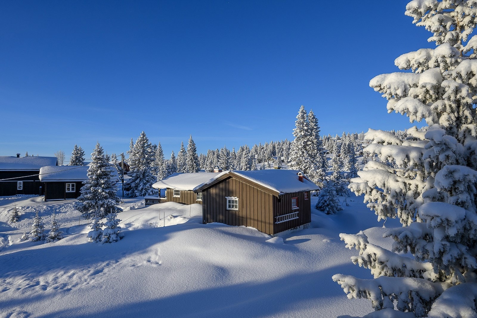 Lunt, flatt og fint terreng rundt hytta. Galleribilde