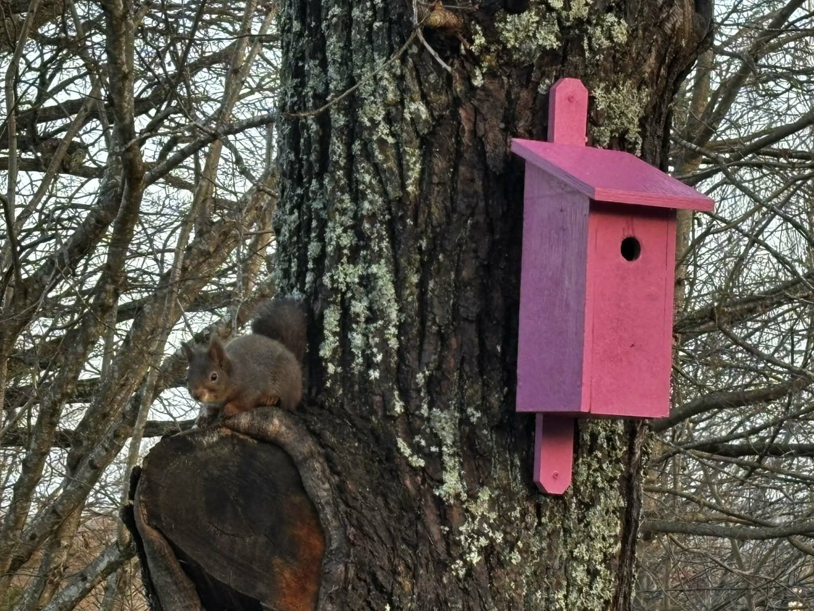 Her er det liv og stemning i hage - både for deg og naturens små gjester Galleribilde