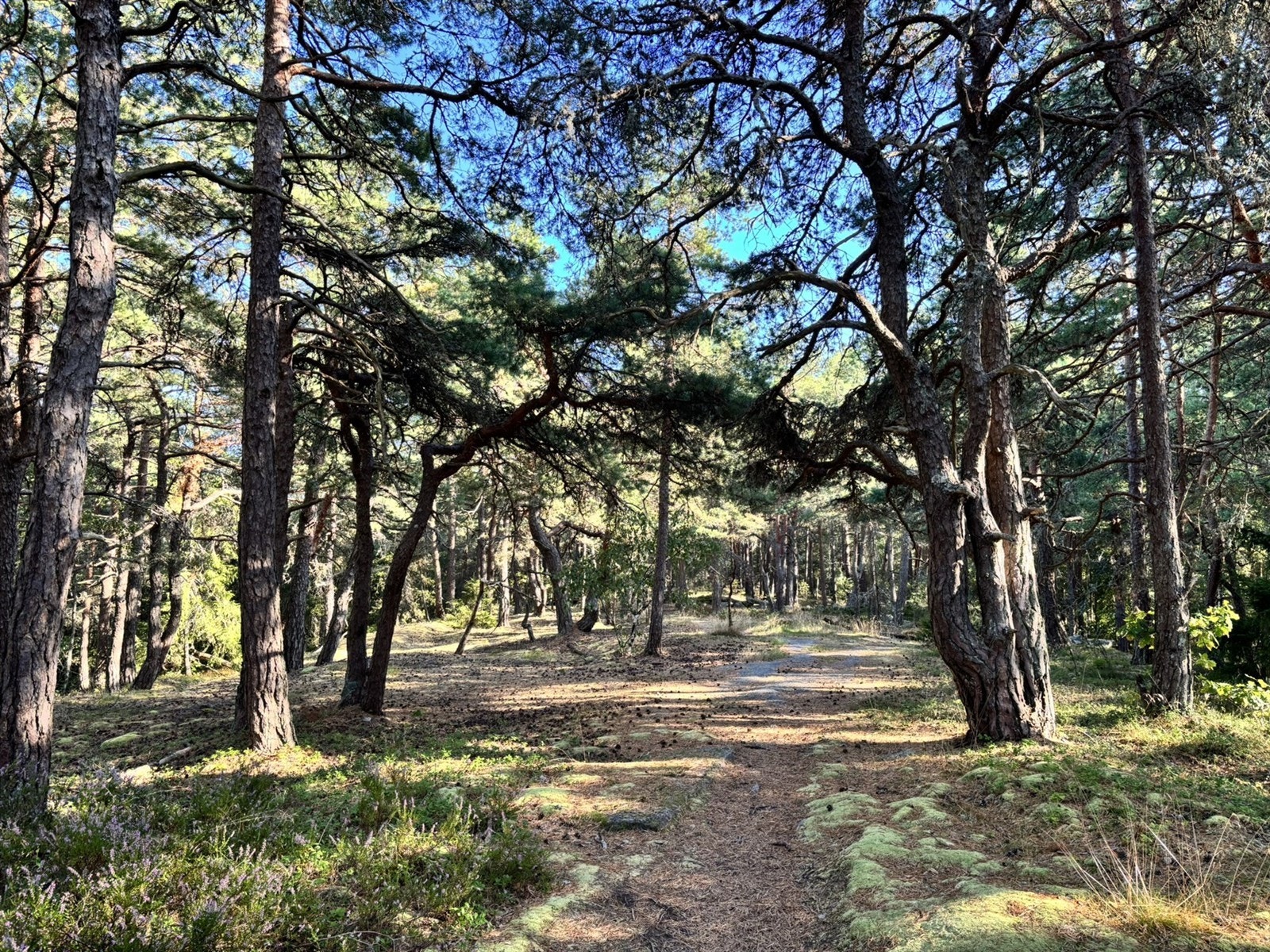 Tjøme byr på vakker natur og spektakulære opplevelser Galleribilde