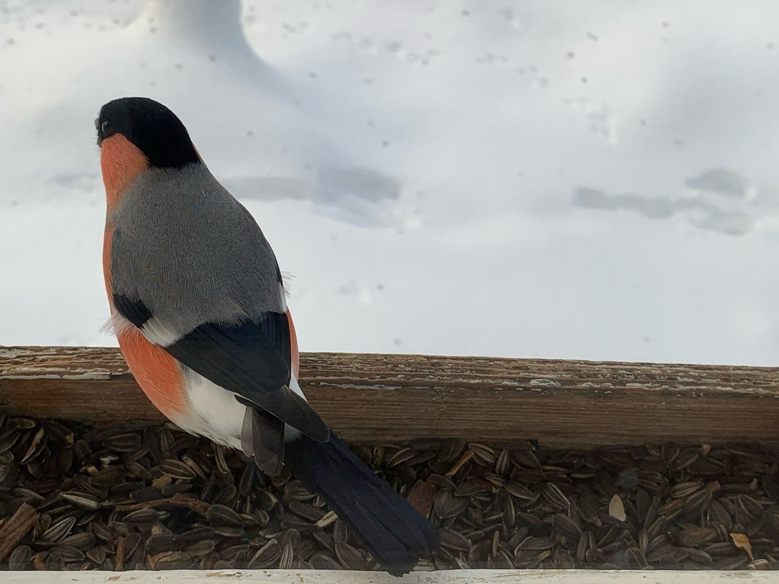 Selgers eget bilde Galleribilde