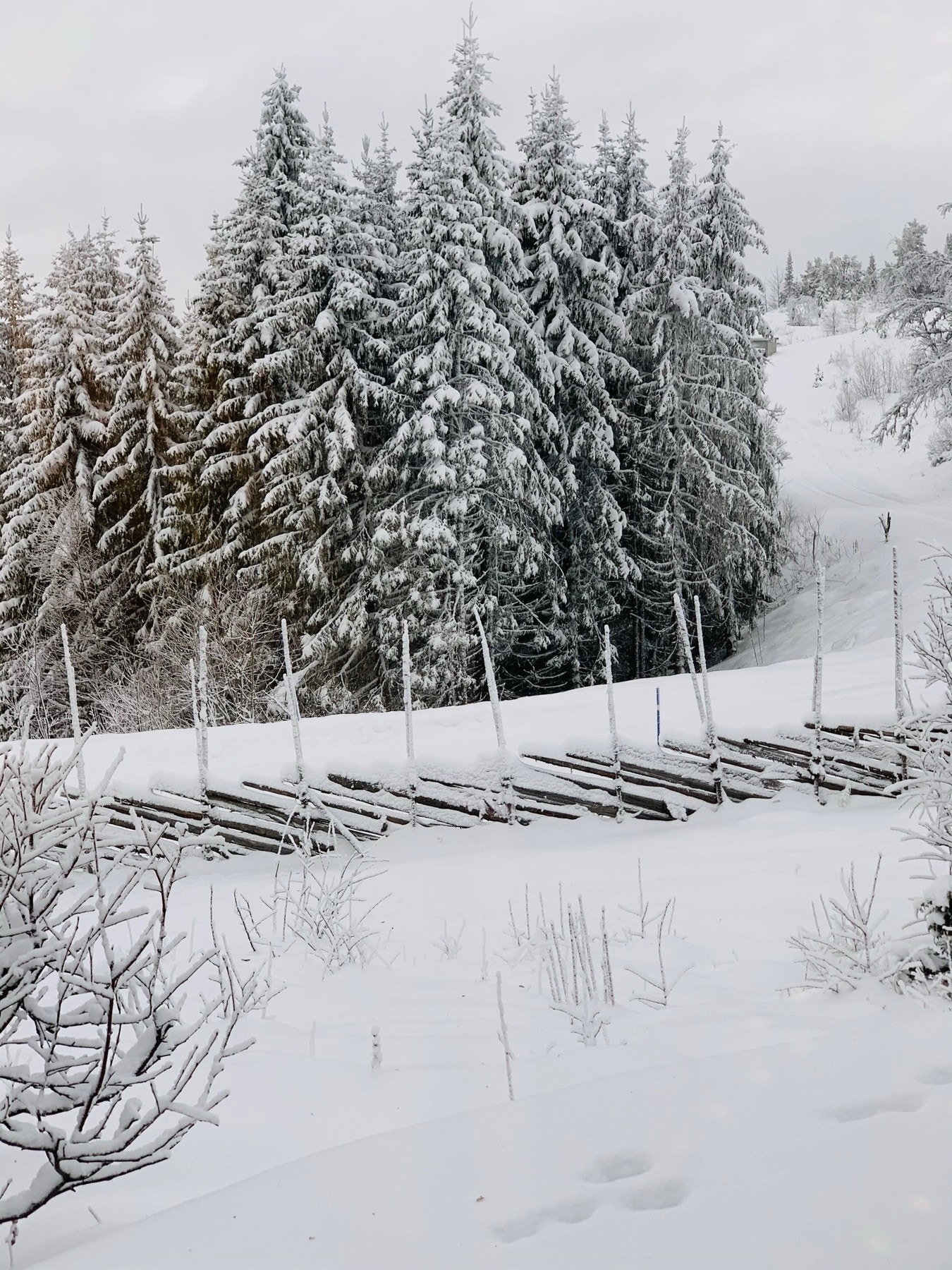 Selgers eget bilde Galleribilde