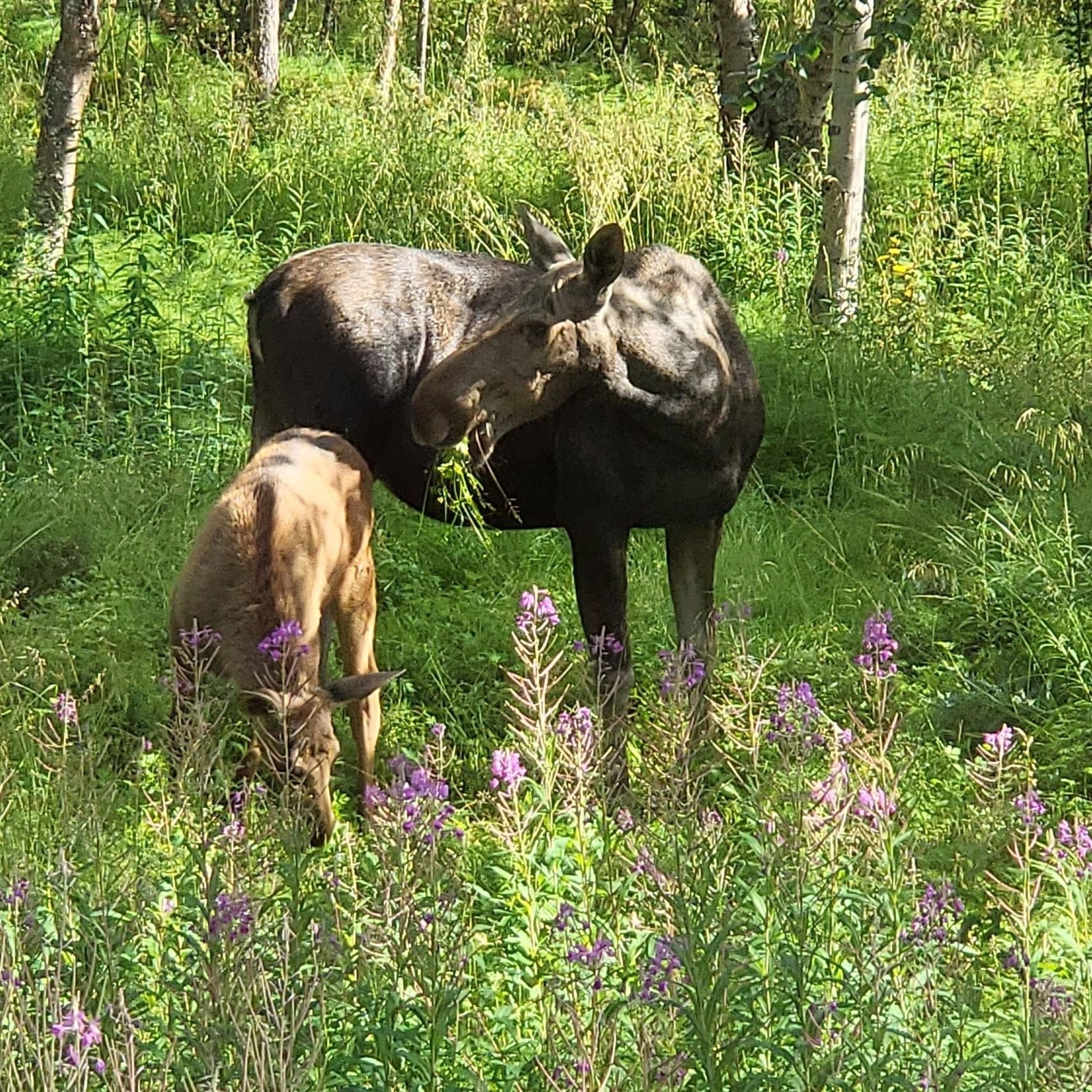 Fra stuevindu Galleribilde