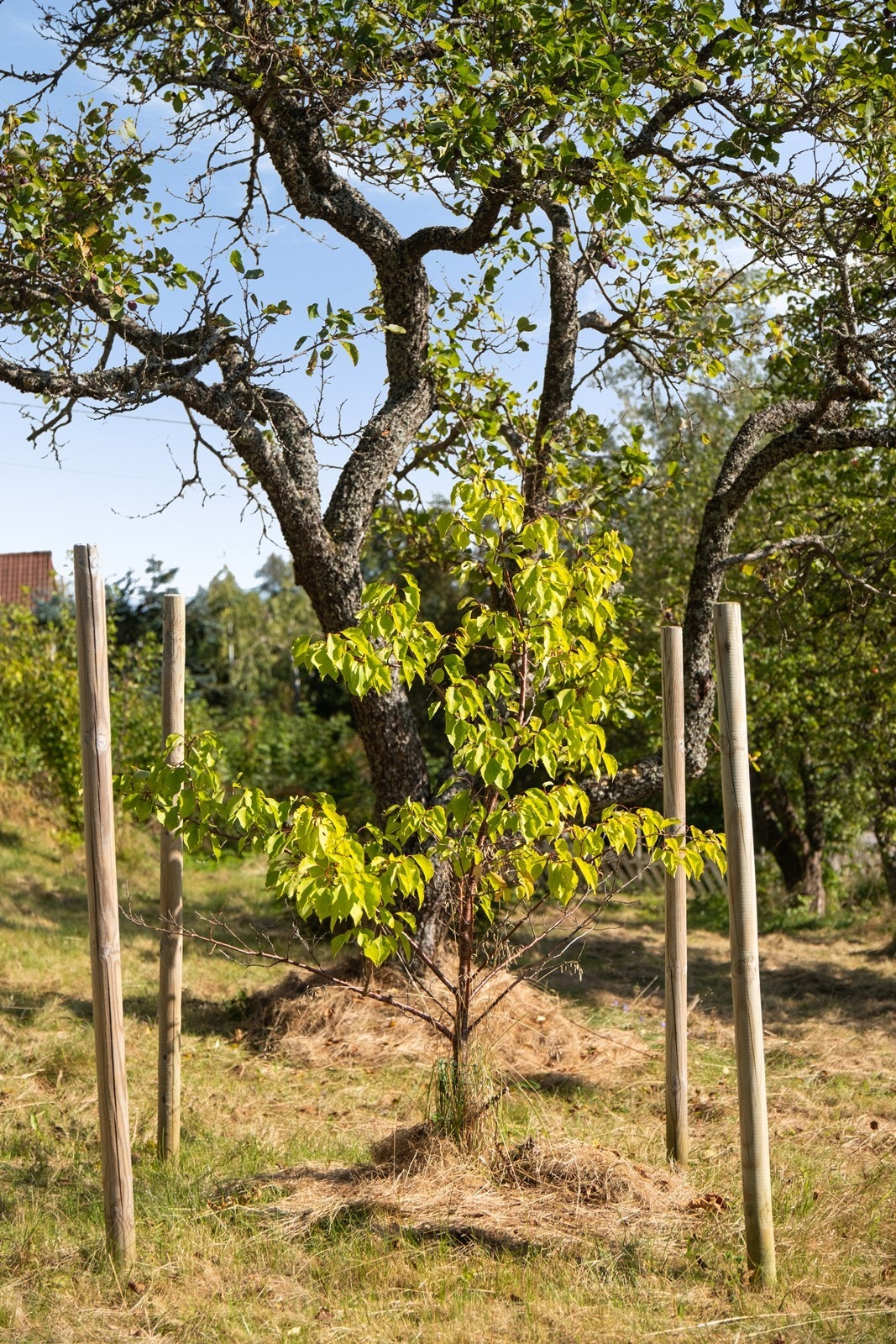 Det er både gamle og nye trær i hagen. Galleribilde