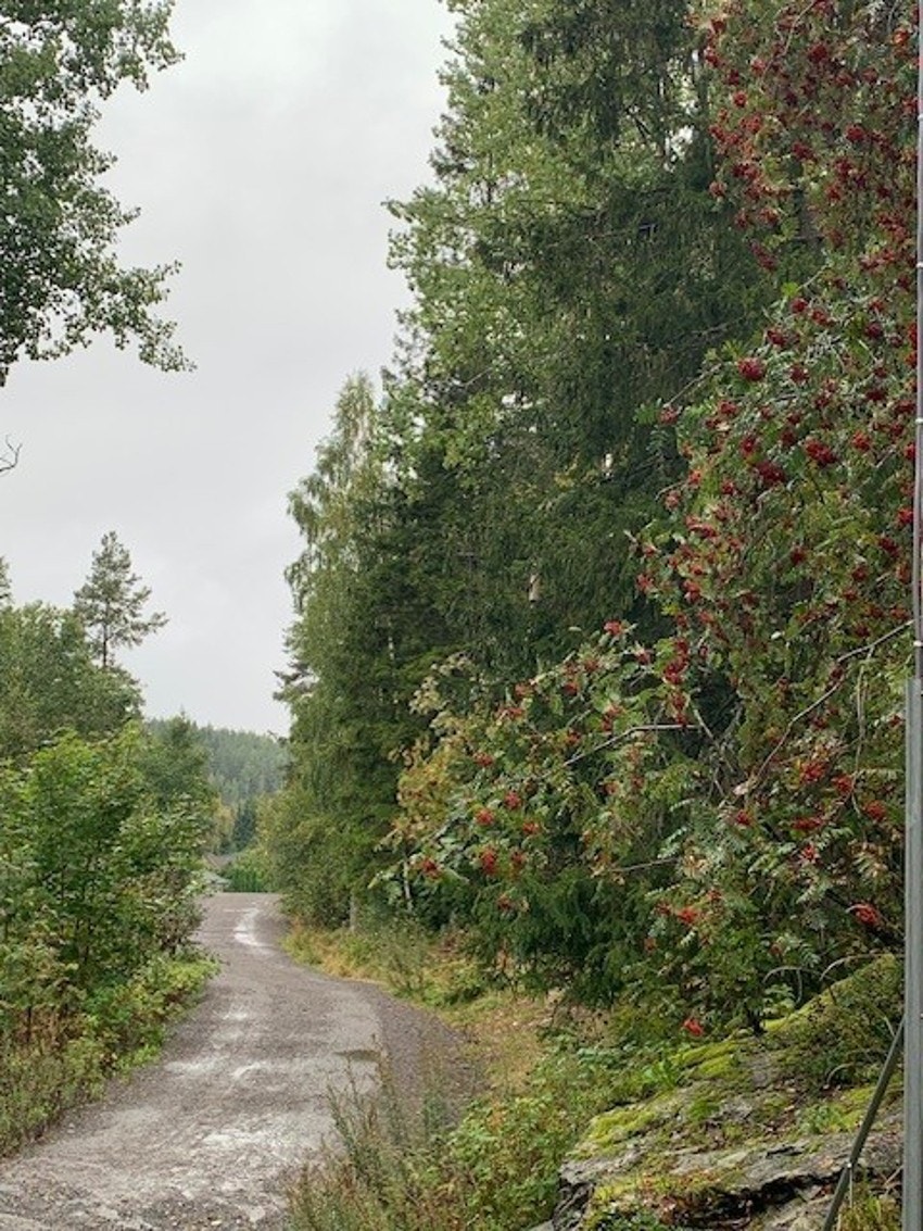 Bilde tatt av selger - Lysløypa i Bråteskogen Galleribilde