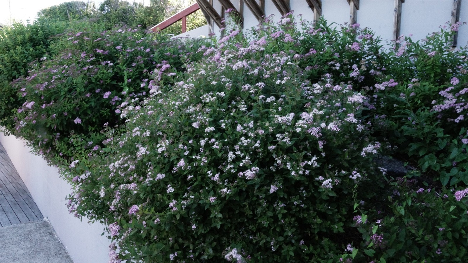 Selgers sommerbilder fra hagen Galleribilde