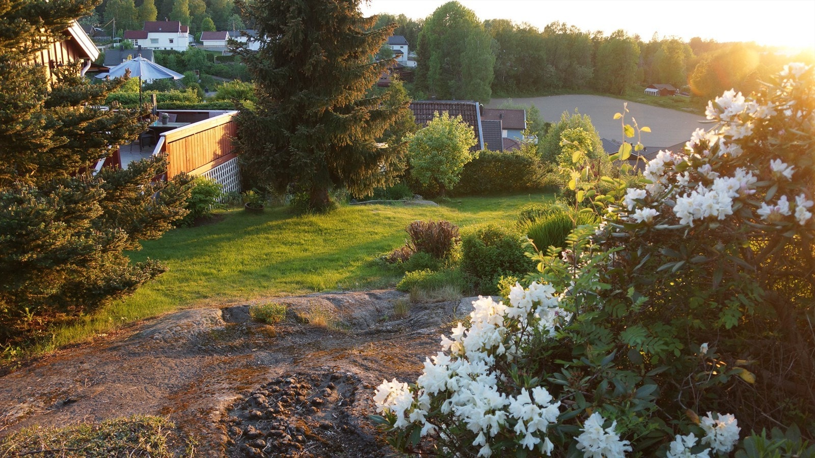 Selgers sommerbilder fra hagen Galleribilde