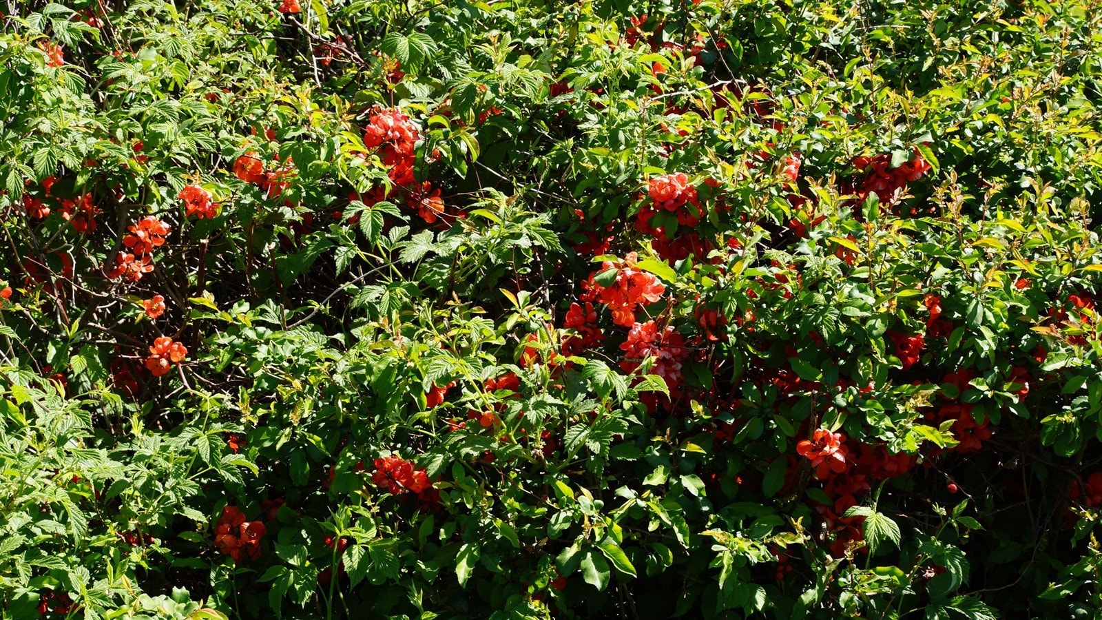 Selgers sommerbilder fra hagen Galleribilde