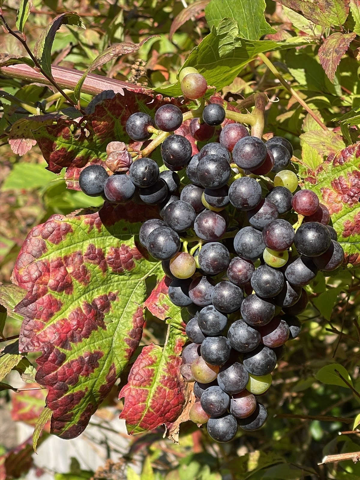 Selgers private bilder* Galleribilde