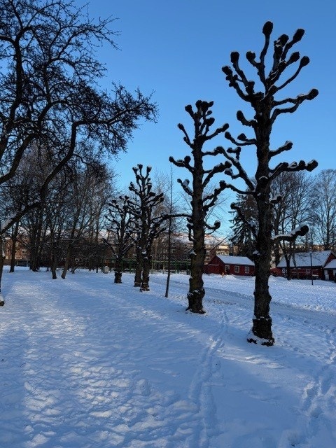 Halléparken vinterstid. Foto: Megler Galleribilde
