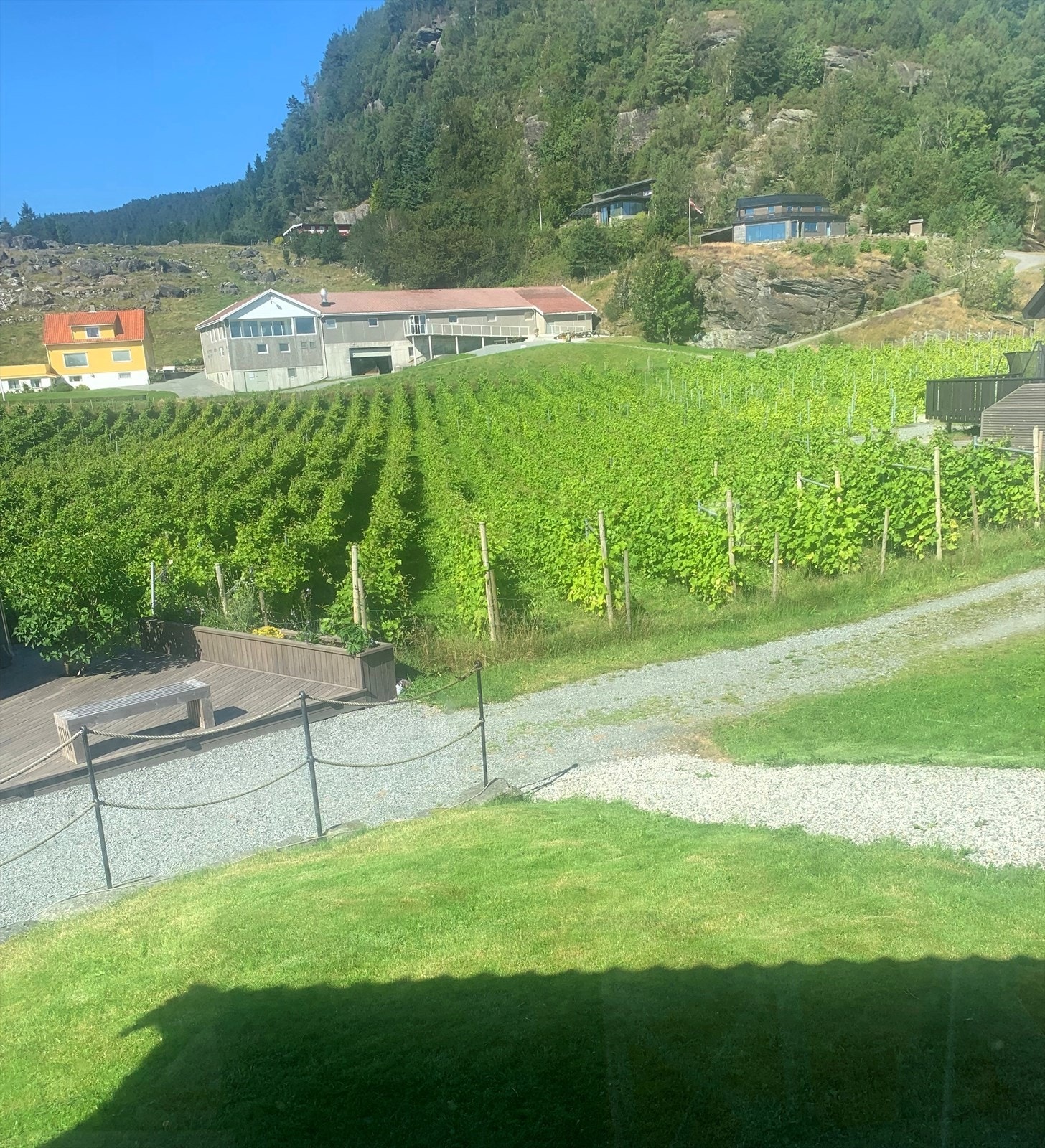 Beliggende ved vinmarka til Hebnes vingard Galleribilde