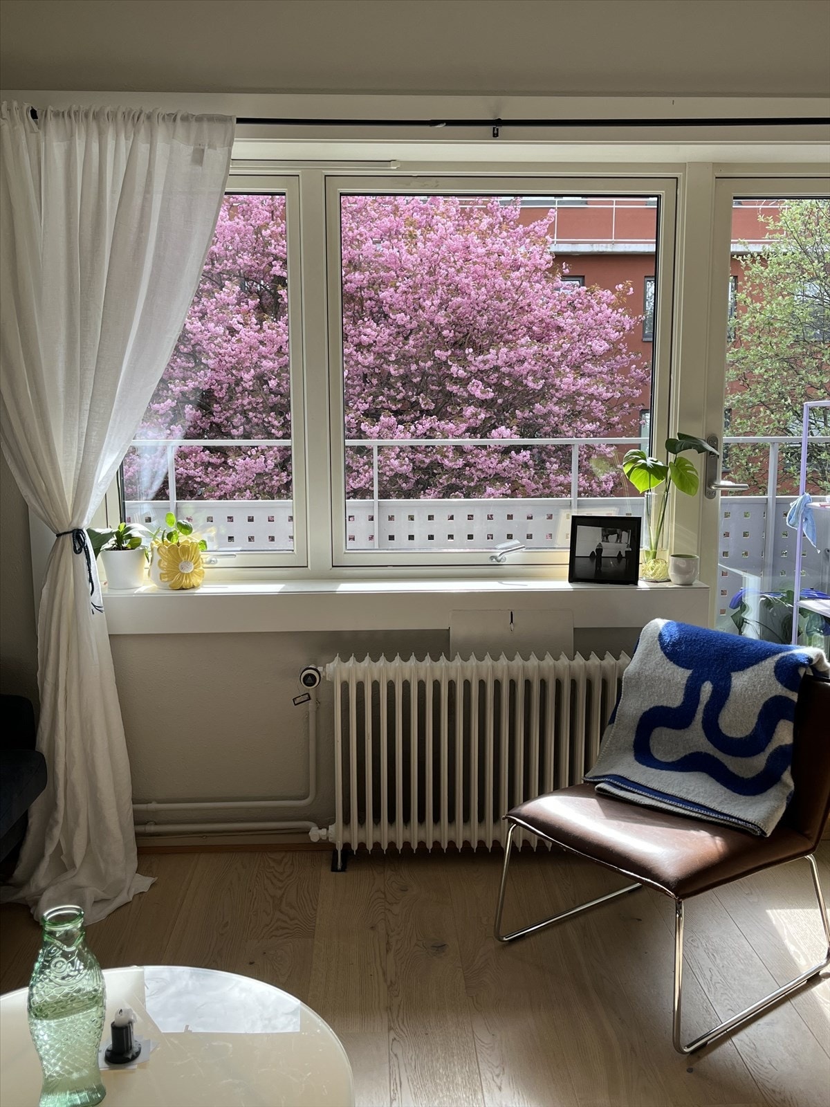 Fantastisk tre foran balkongen som blomstrer på våren. Foto er tatt av selger. Galleribilde