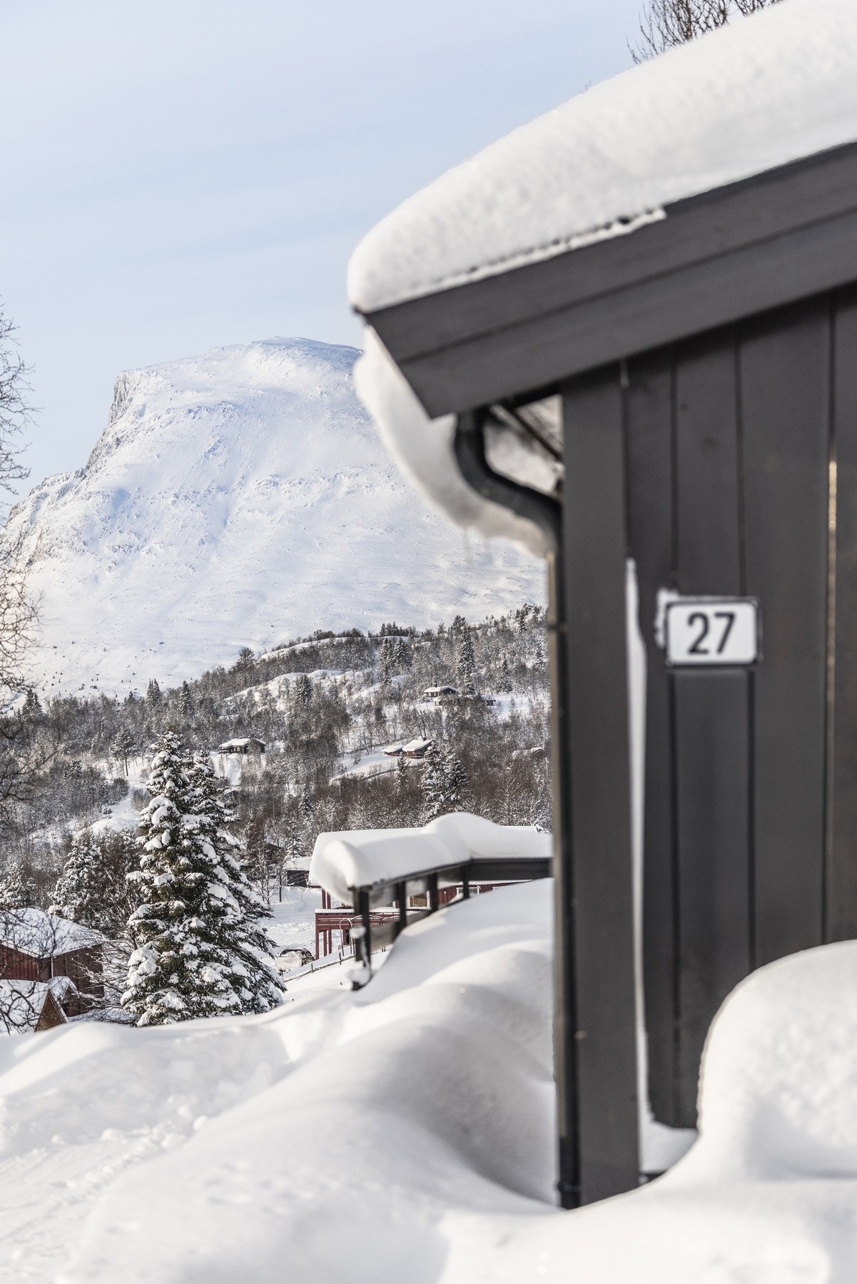 Skogshorn i bakgrunn. Galleribilde