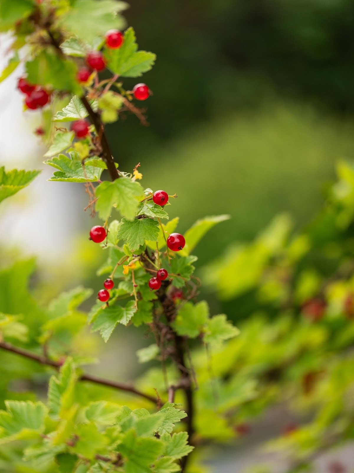 Detaljbilde idyll Galleribilde