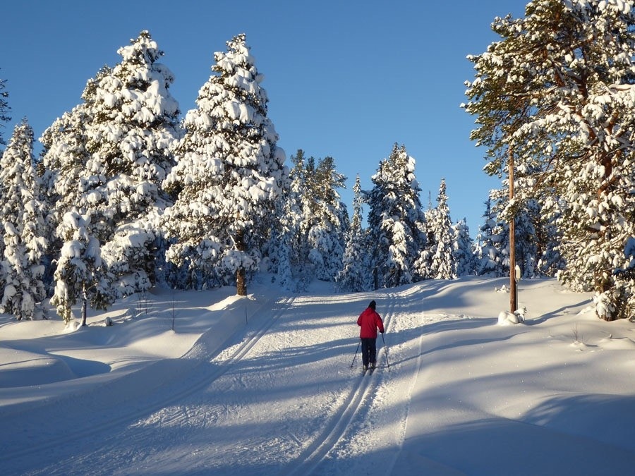 Nærområdet og Bymarka Galleribilde