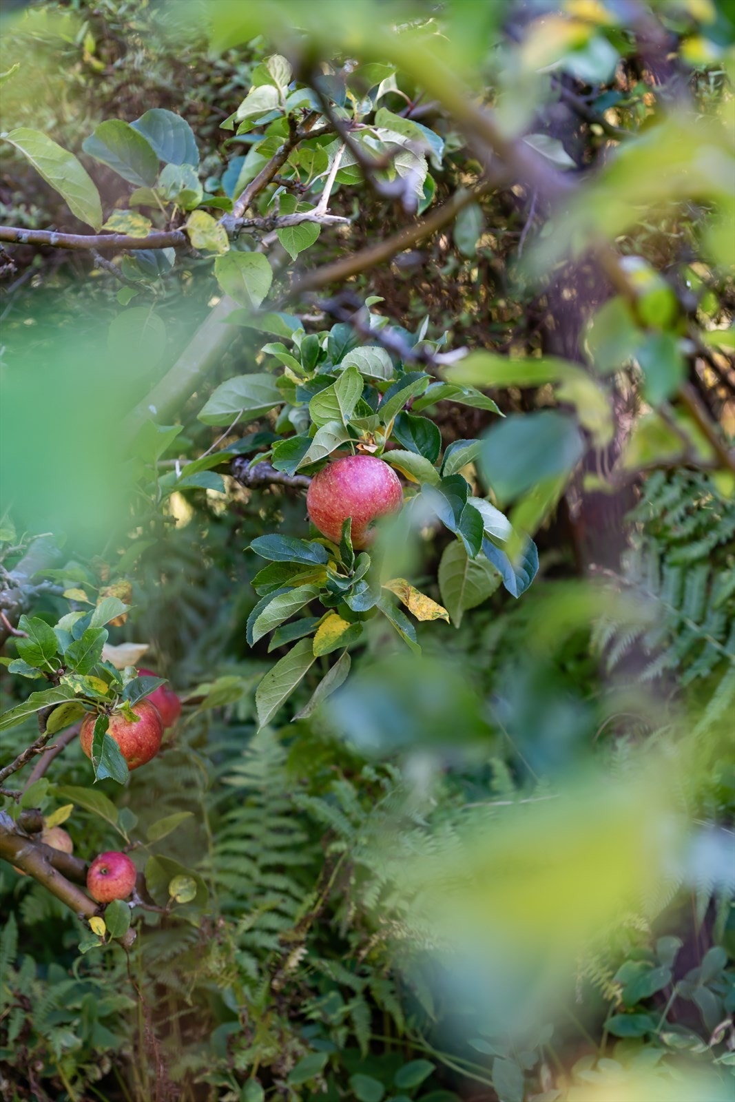 Frukttre Galleribilde