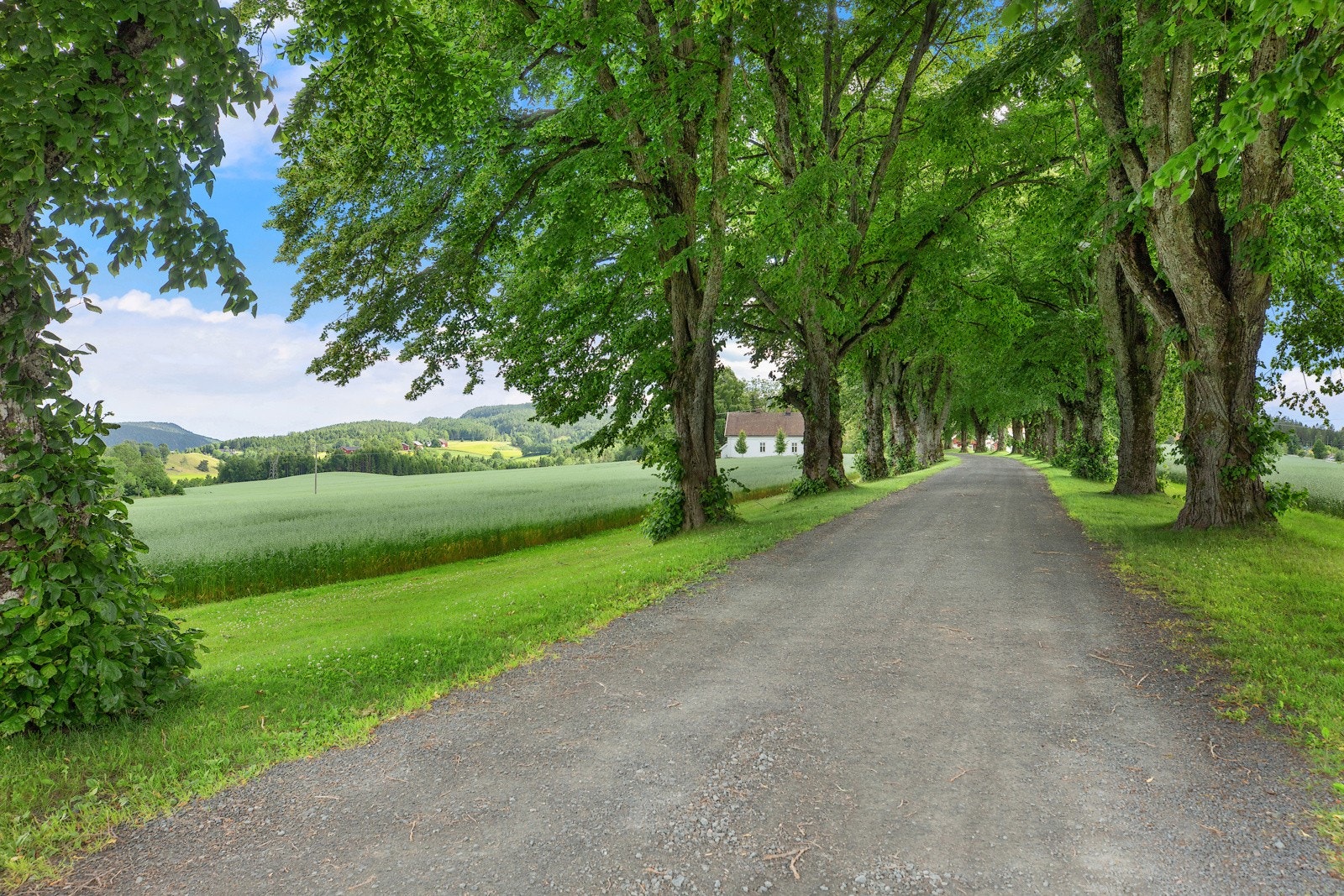 Nærområdet. Galleribilde