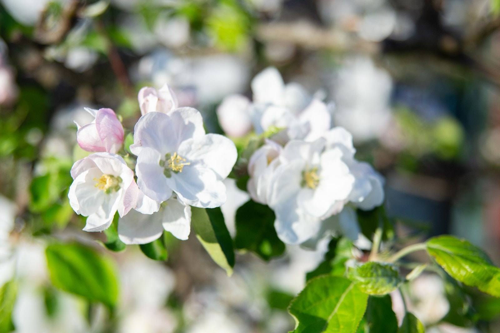 Hagen i sommerstemning Galleribilde