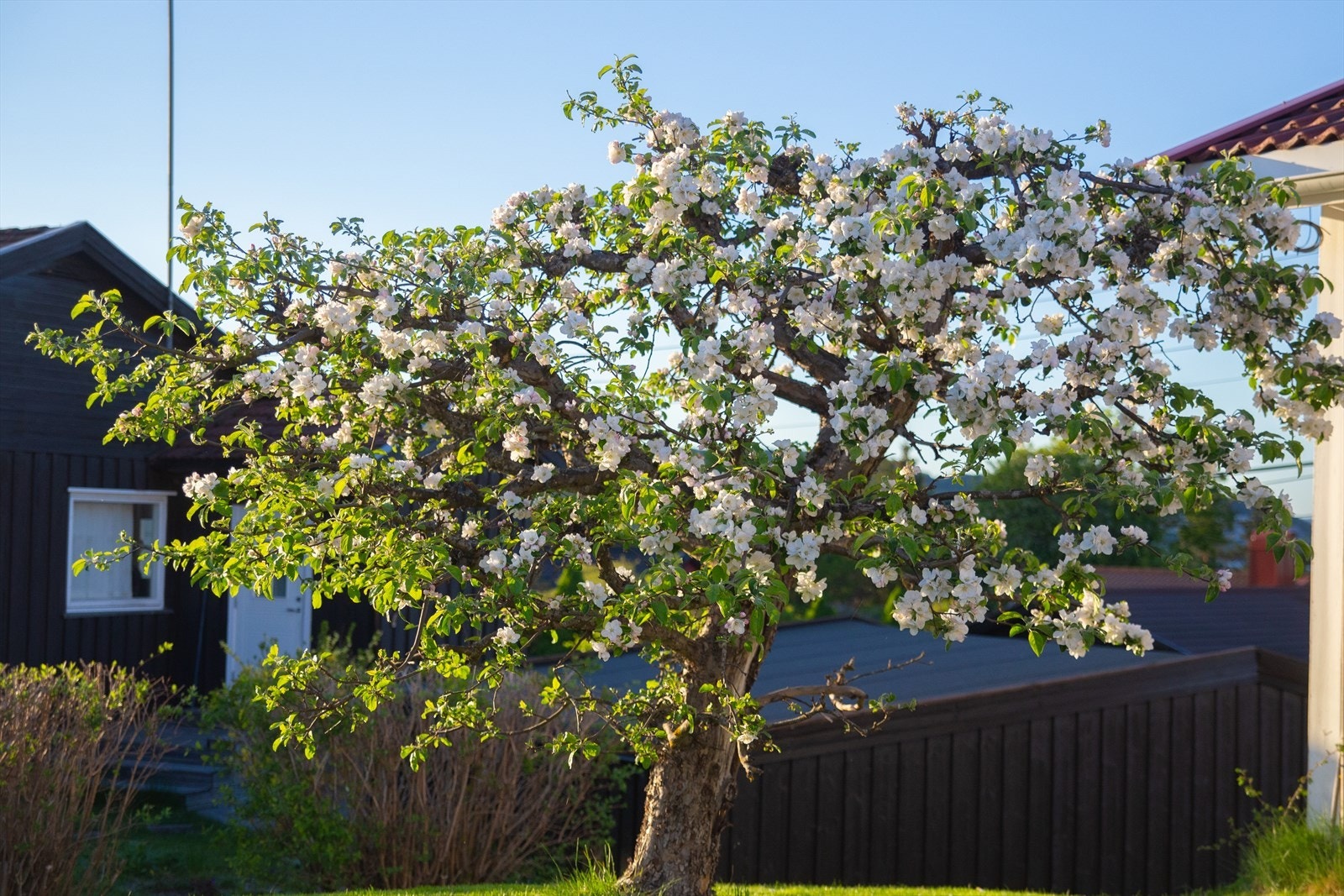 Et godt og gammelt epletre hører med Galleribilde